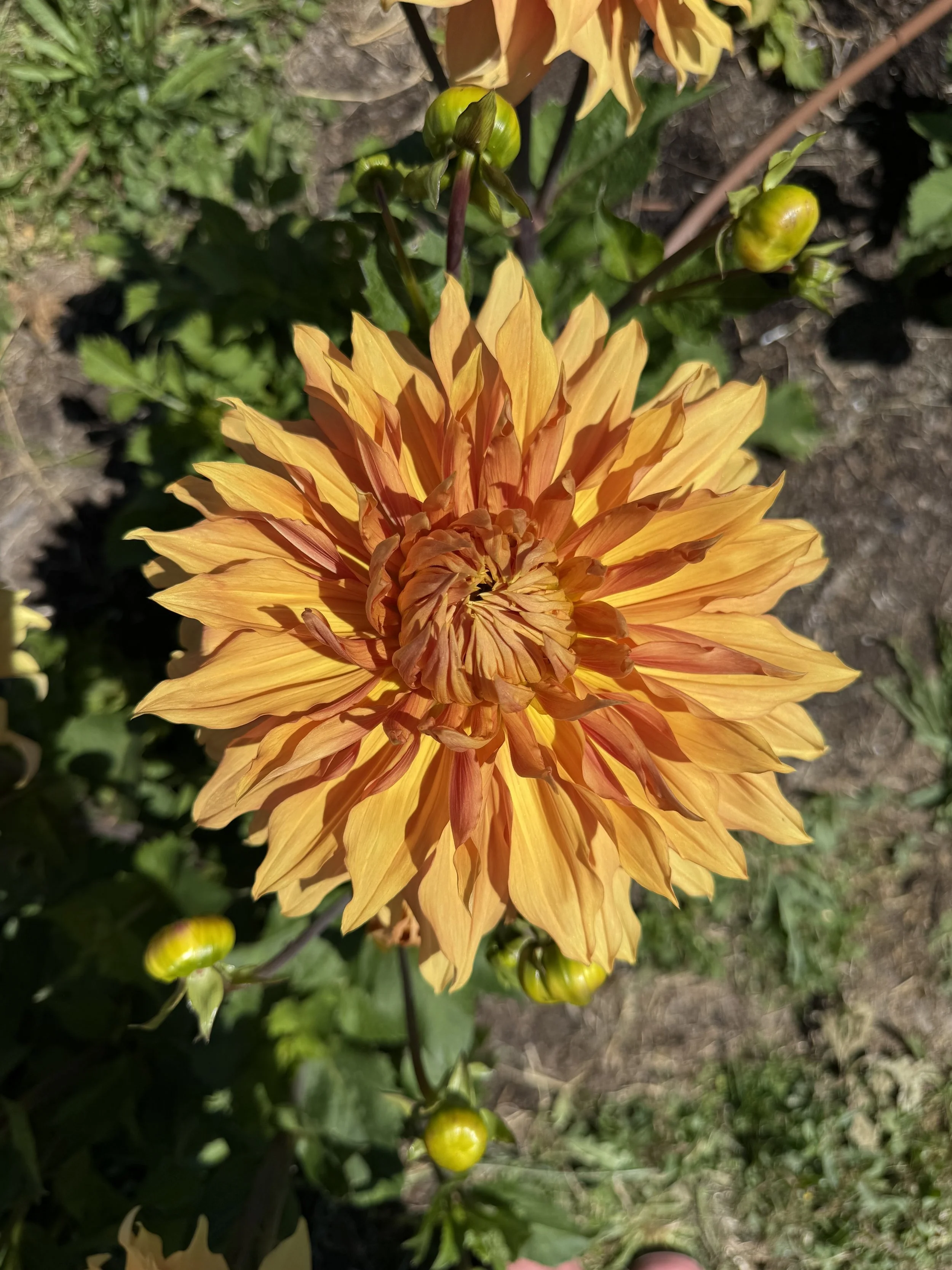 IMG_3198.jpeg