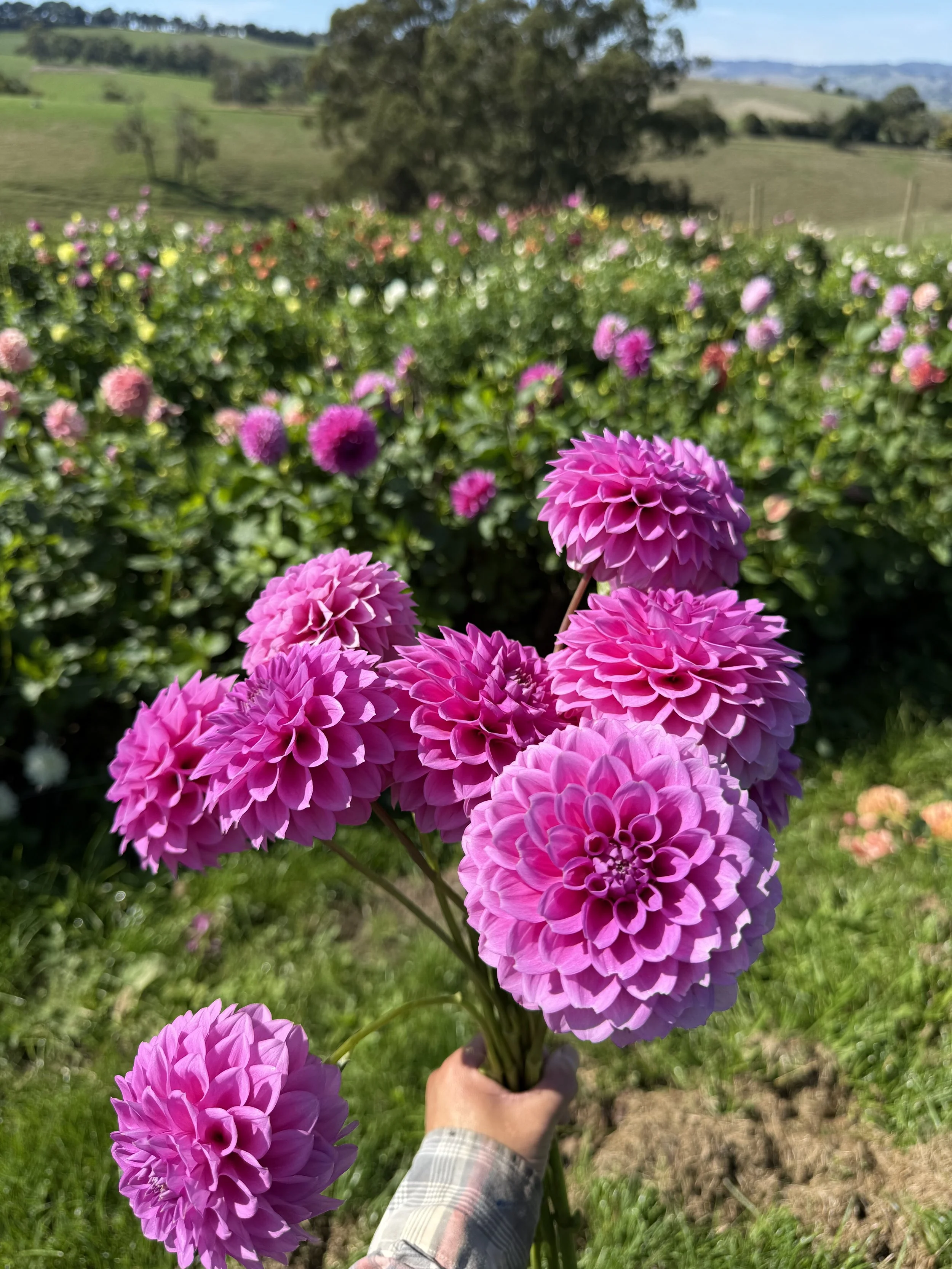 IMG_4807.jpeg