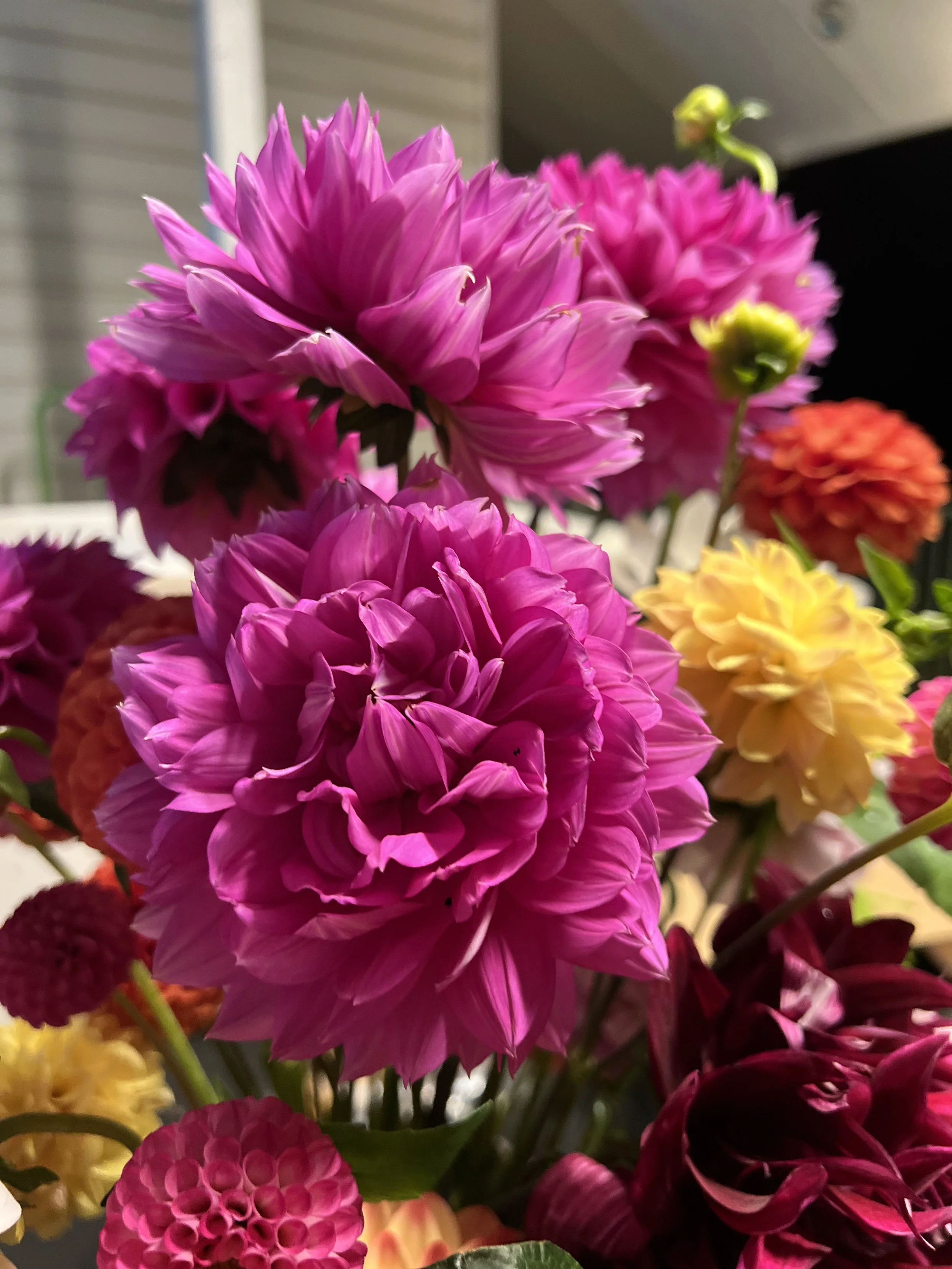 IMG_8361.jpeg