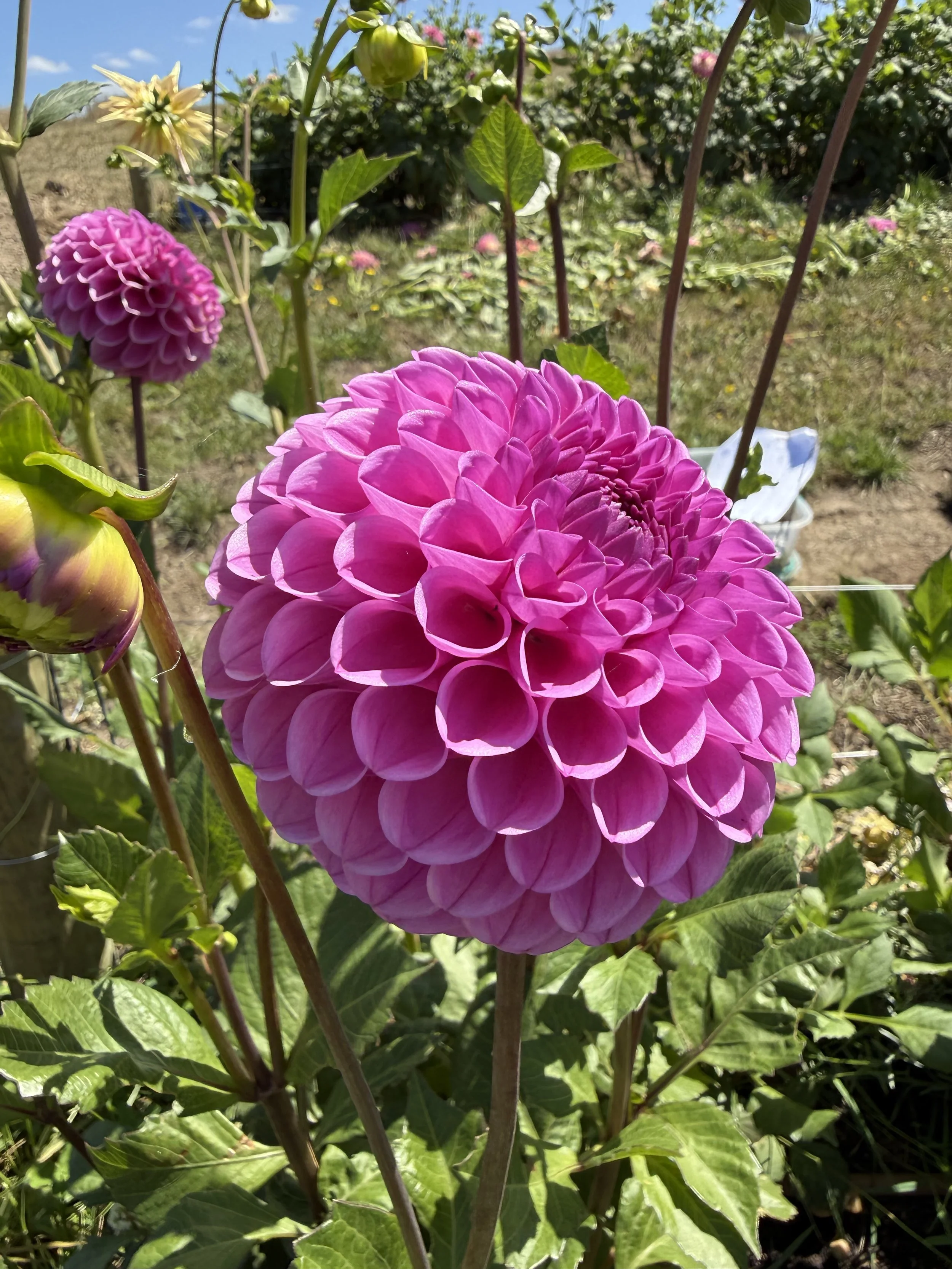 IMG_4201.jpeg