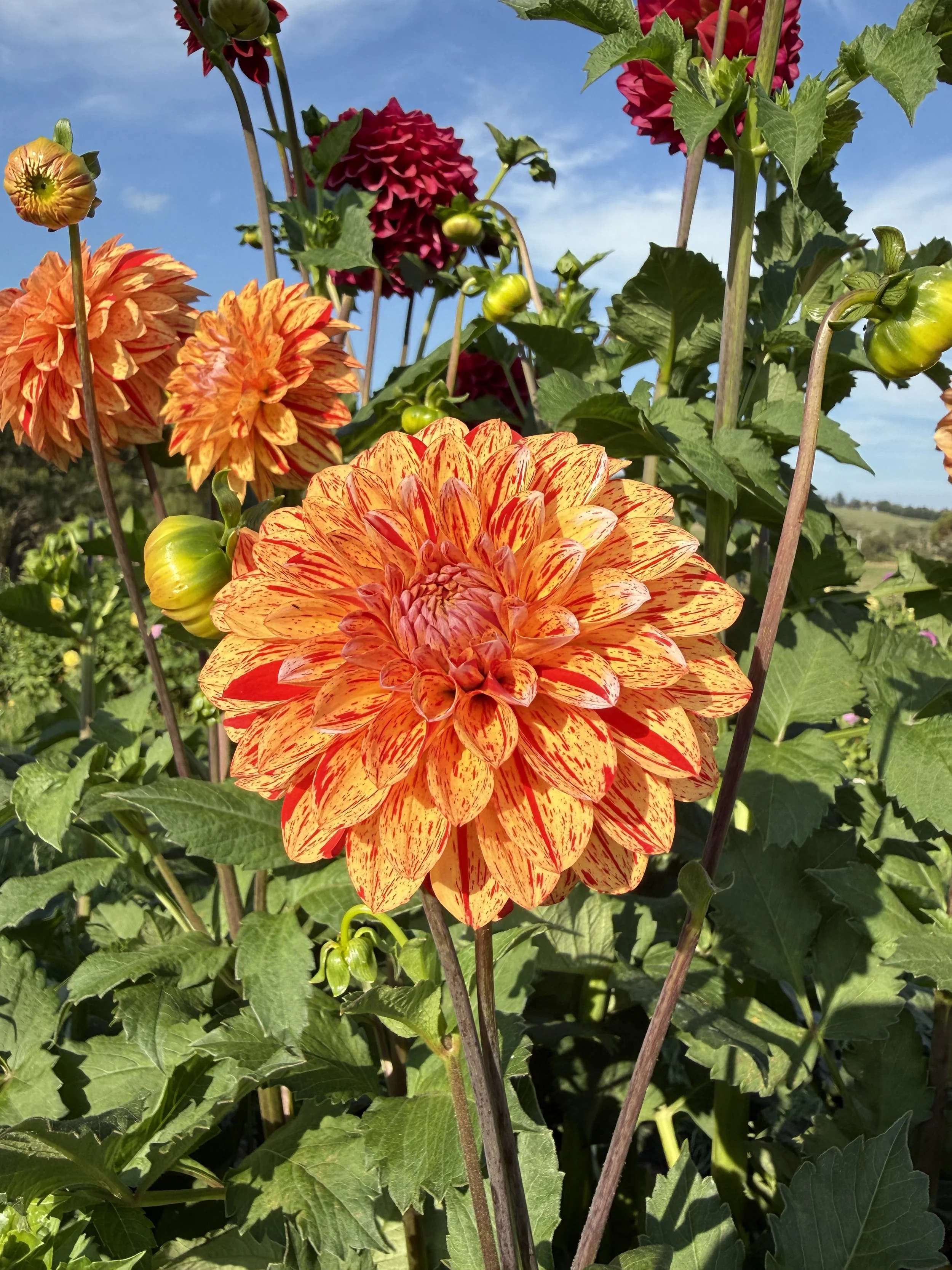Florelie Circus