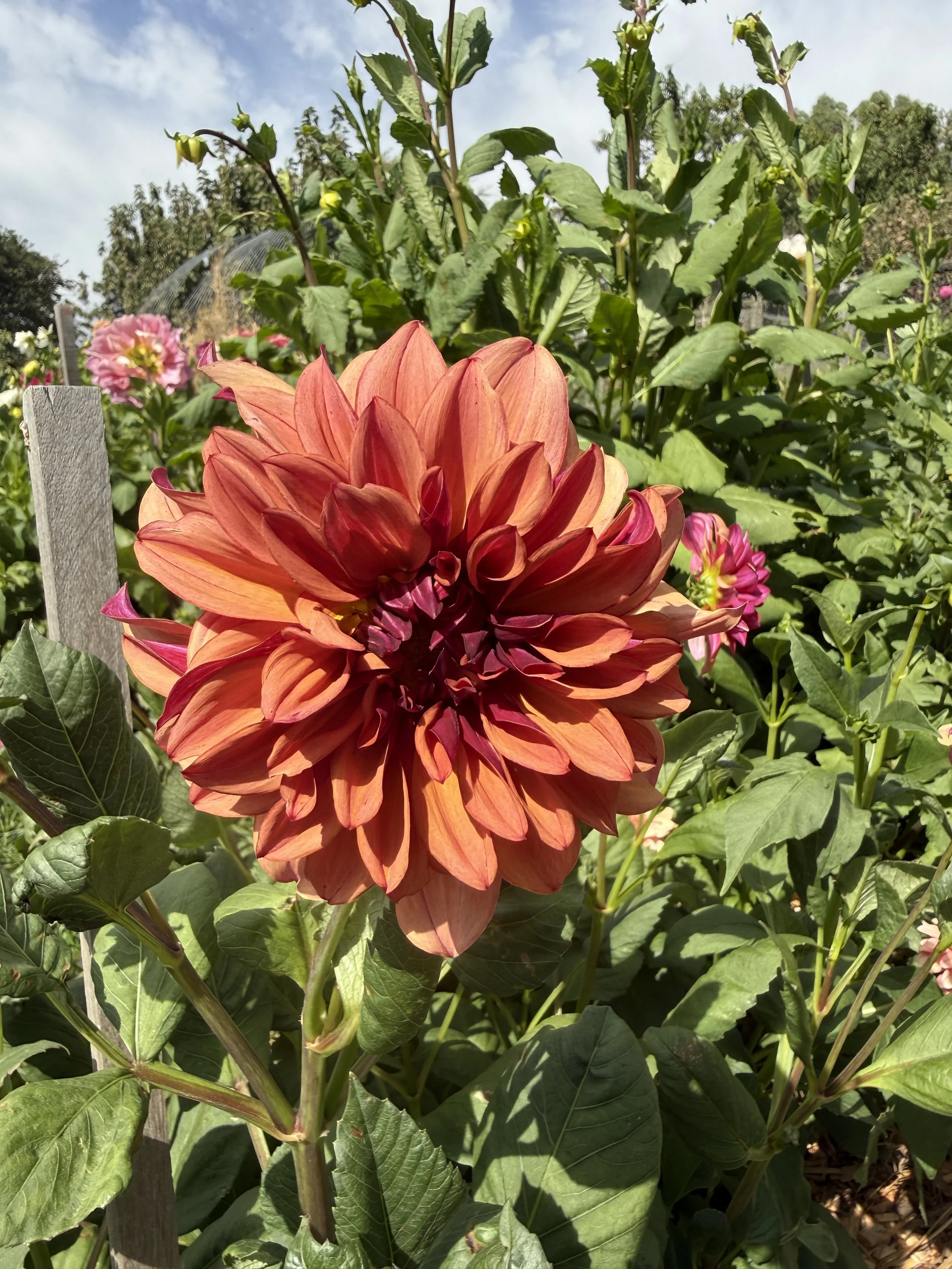 IMG_3826.jpeg