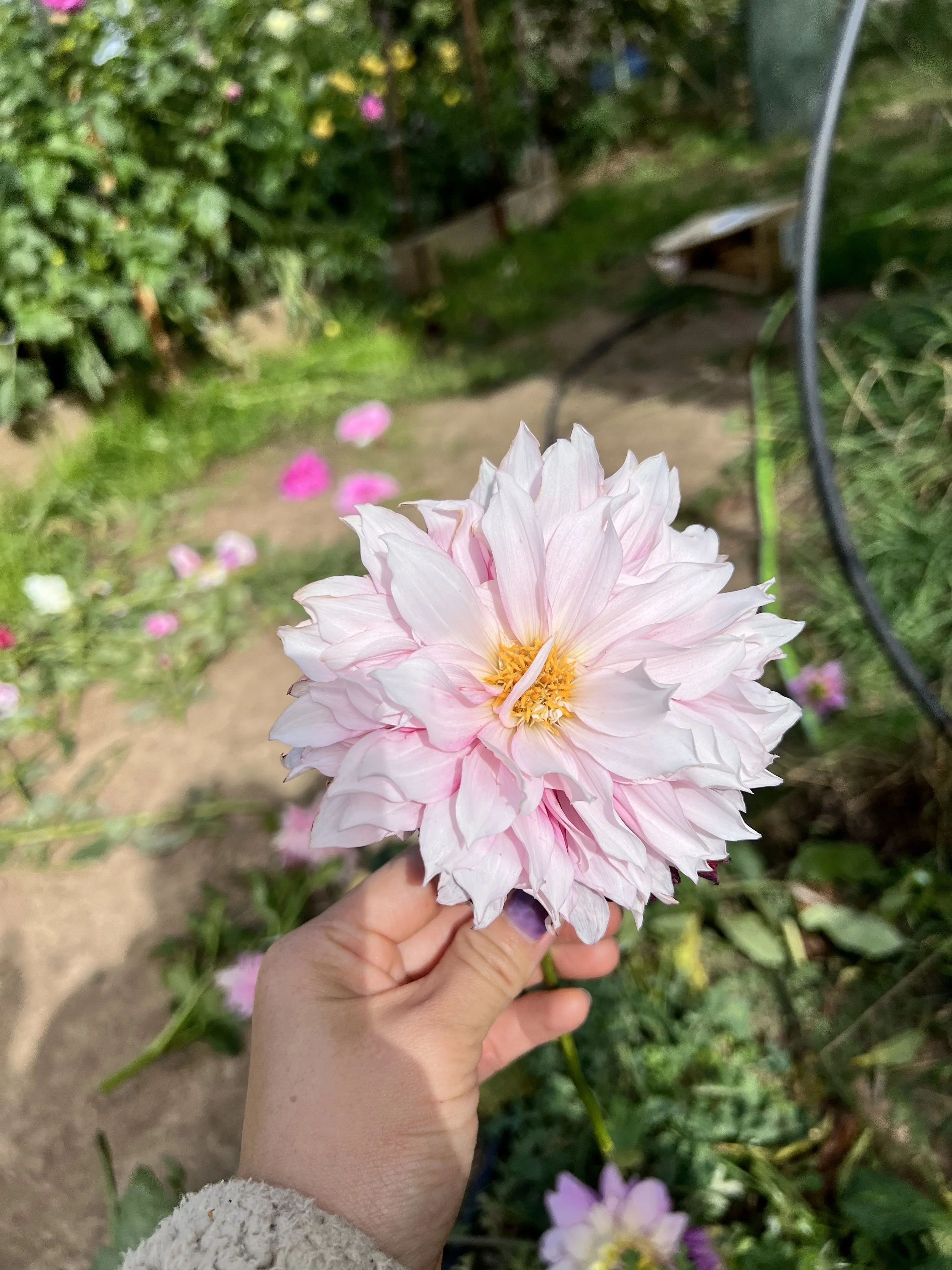 IMG_8434.jpeg