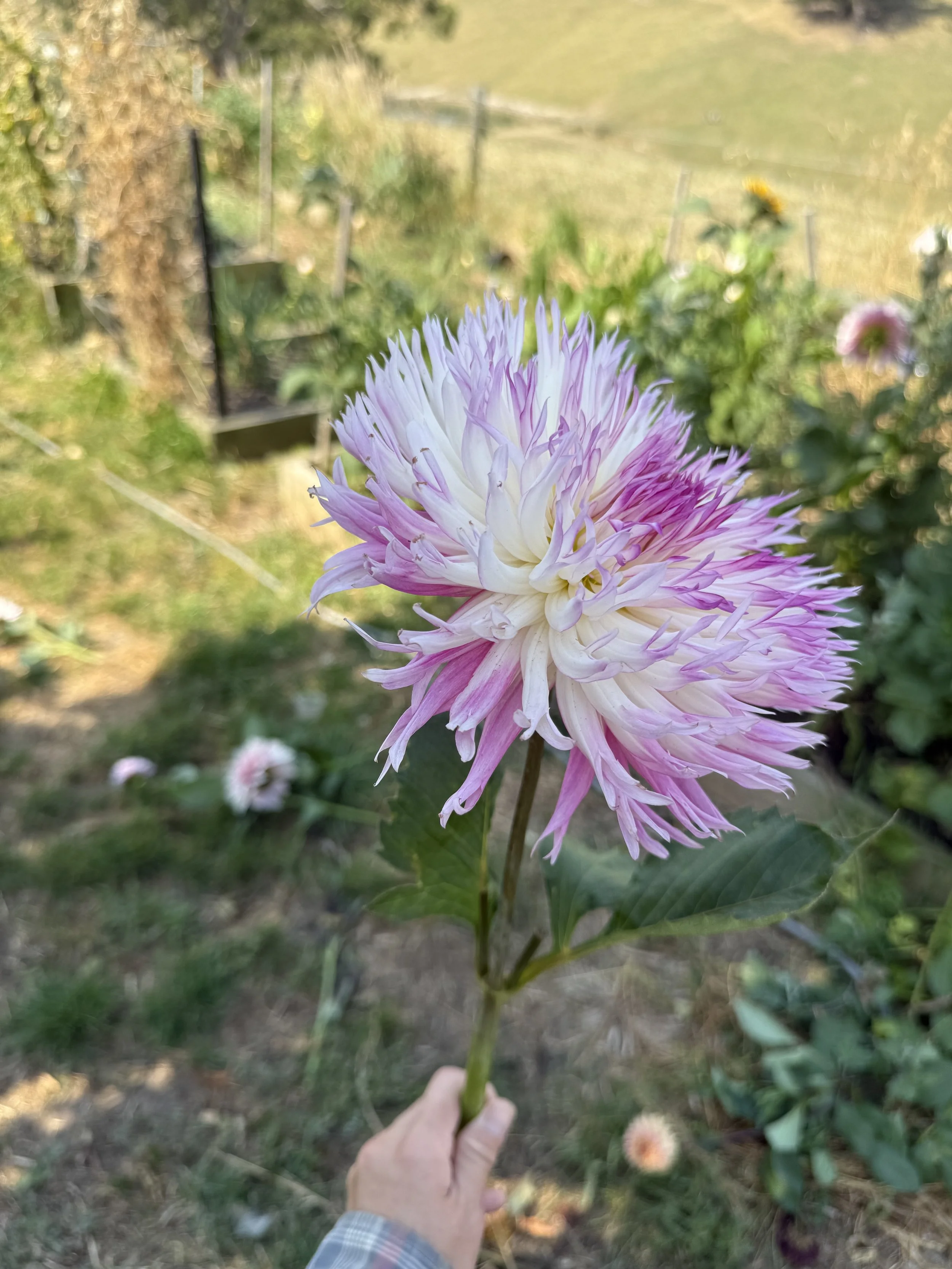 IMG_3280.jpeg