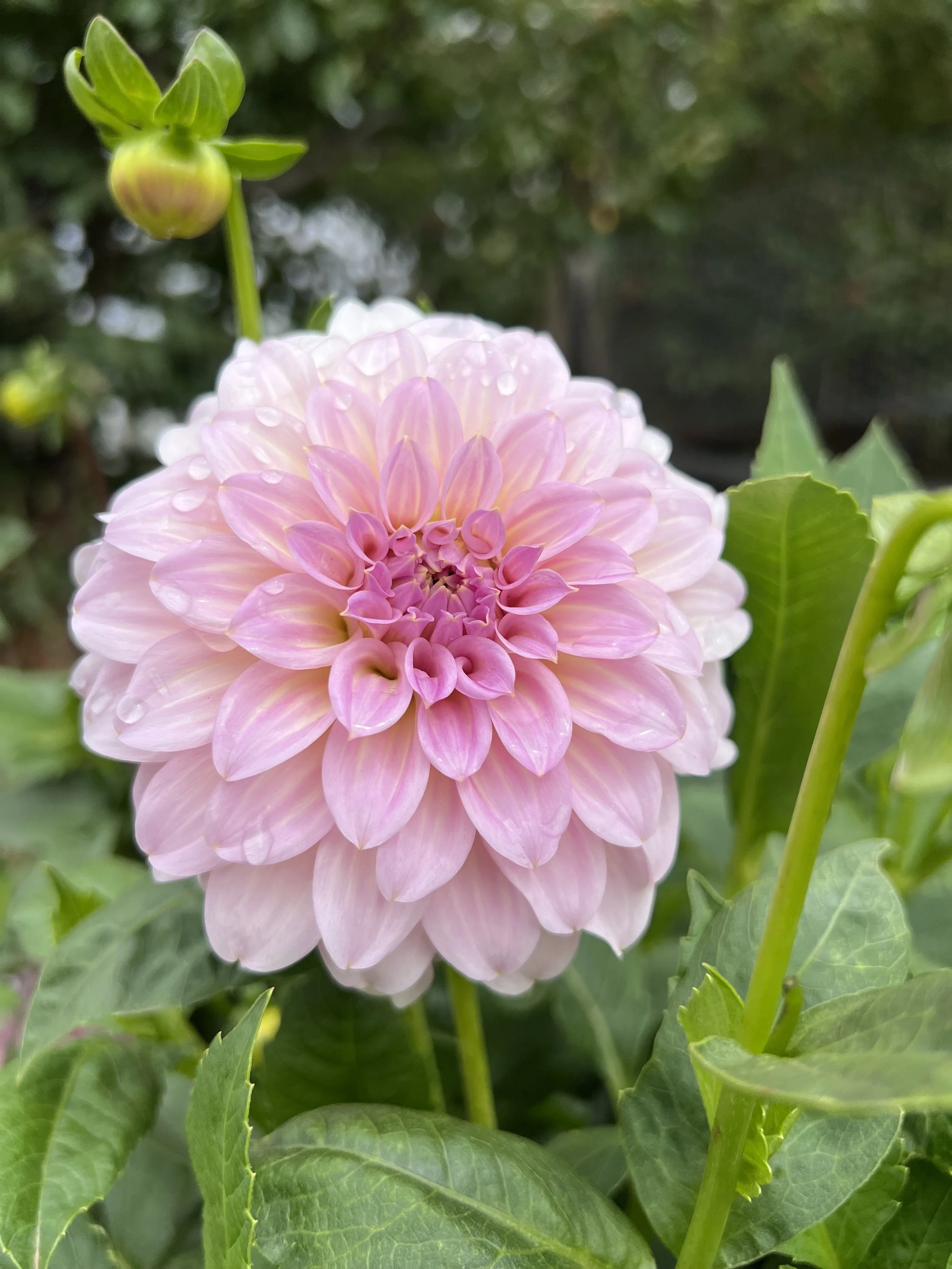 Aurelien Leatrice Dahlia