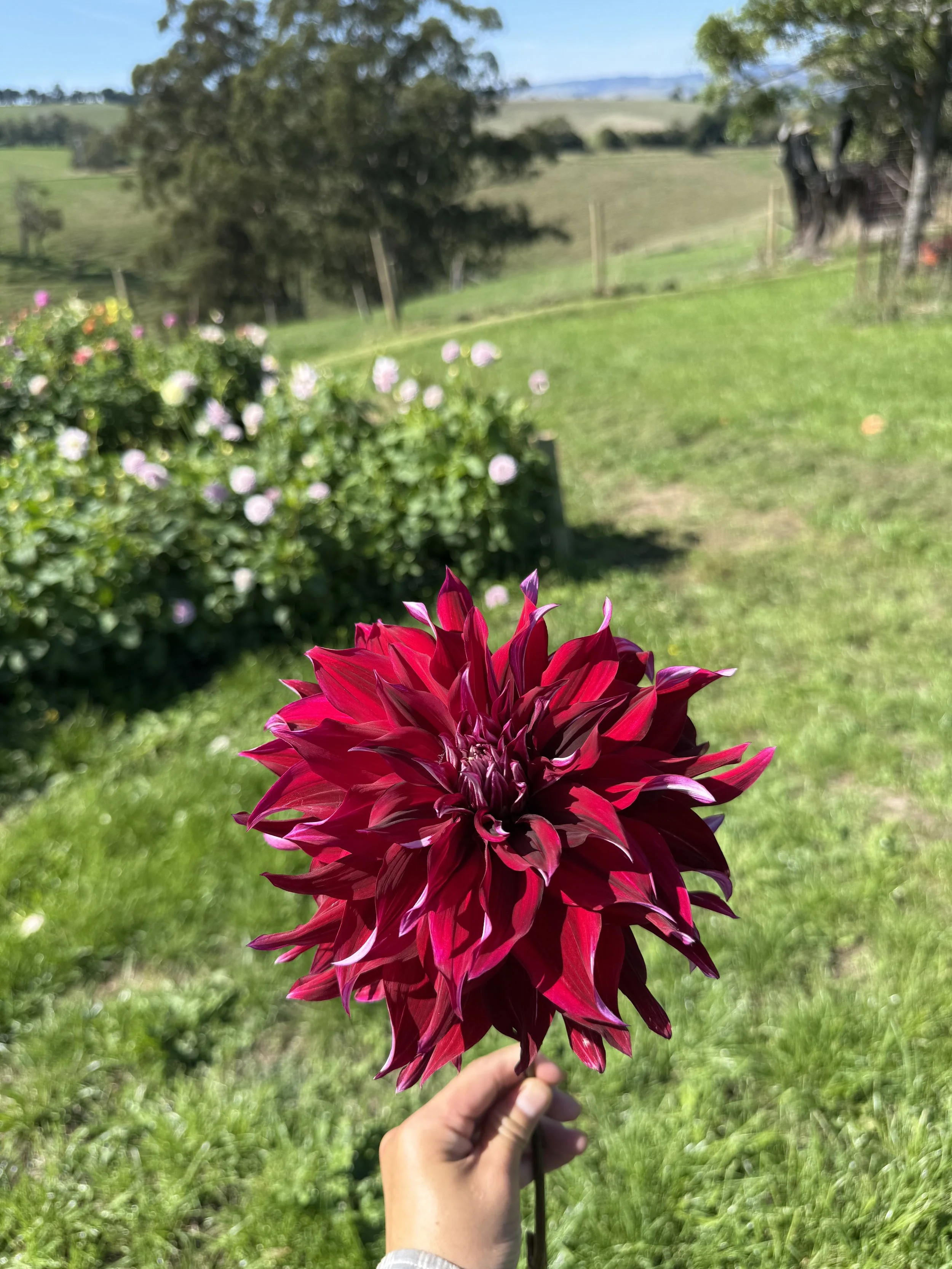 IMG_4813.jpeg