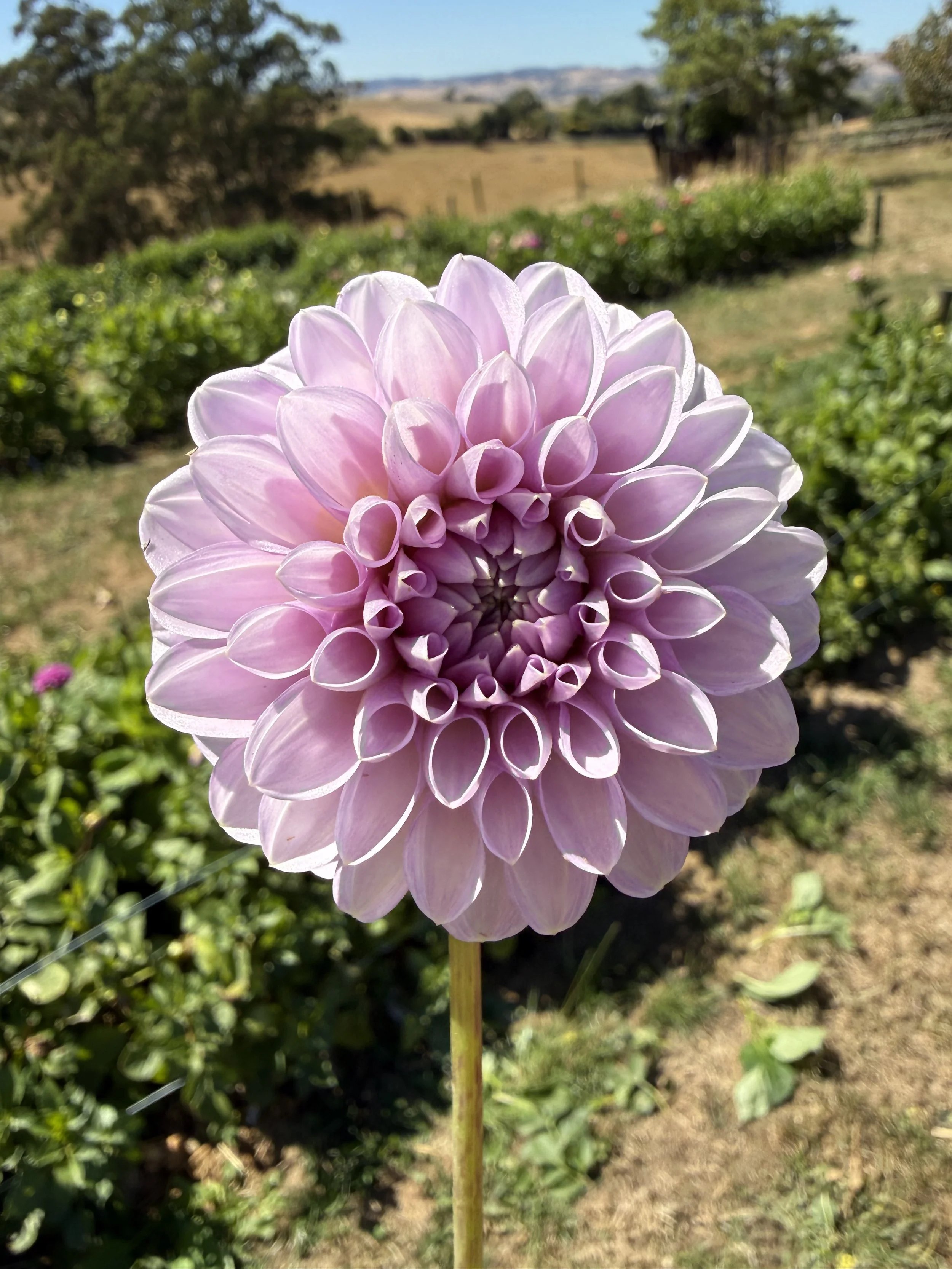 IMG_3809.jpeg