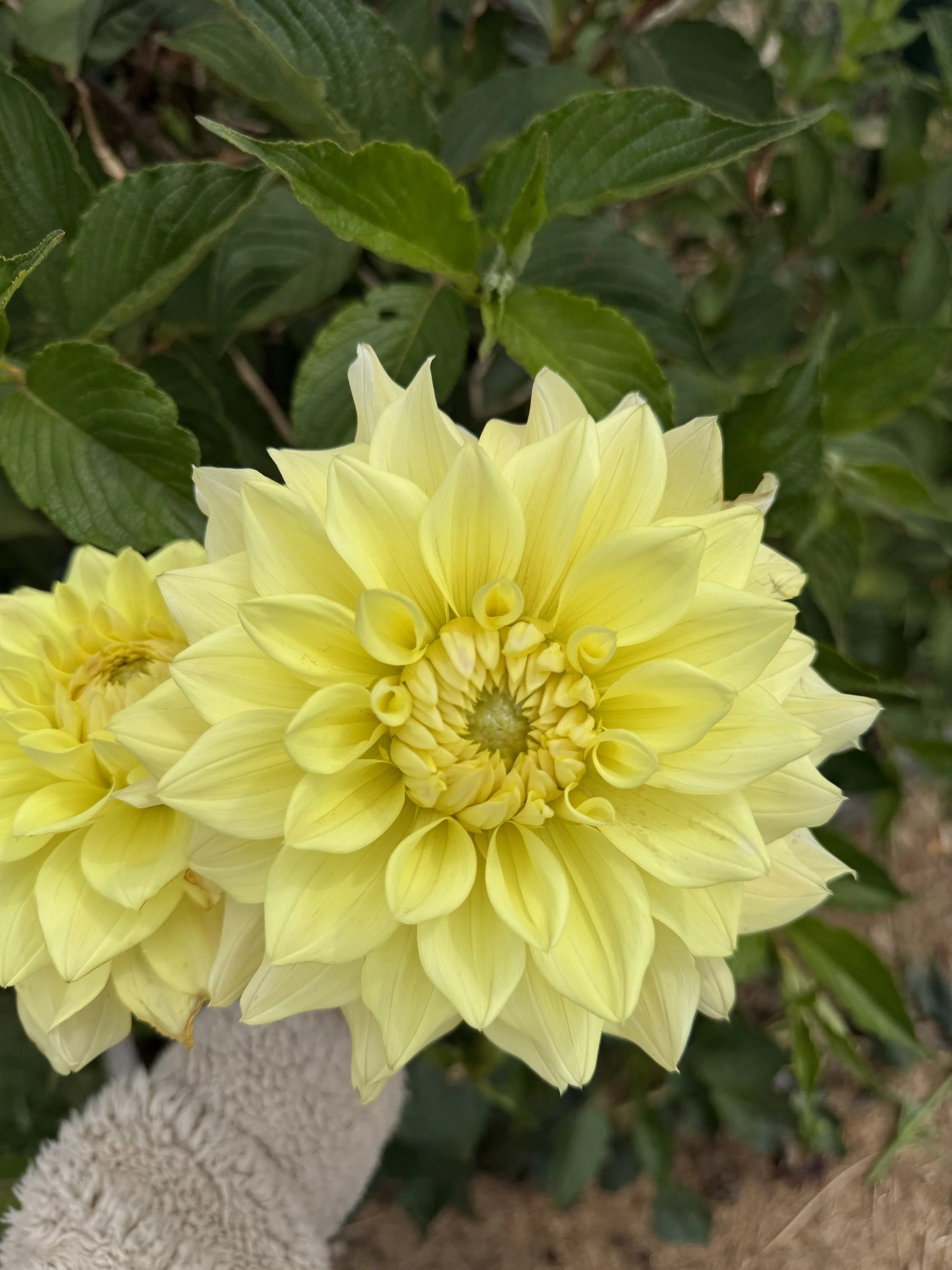 IMG_3478.jpeg