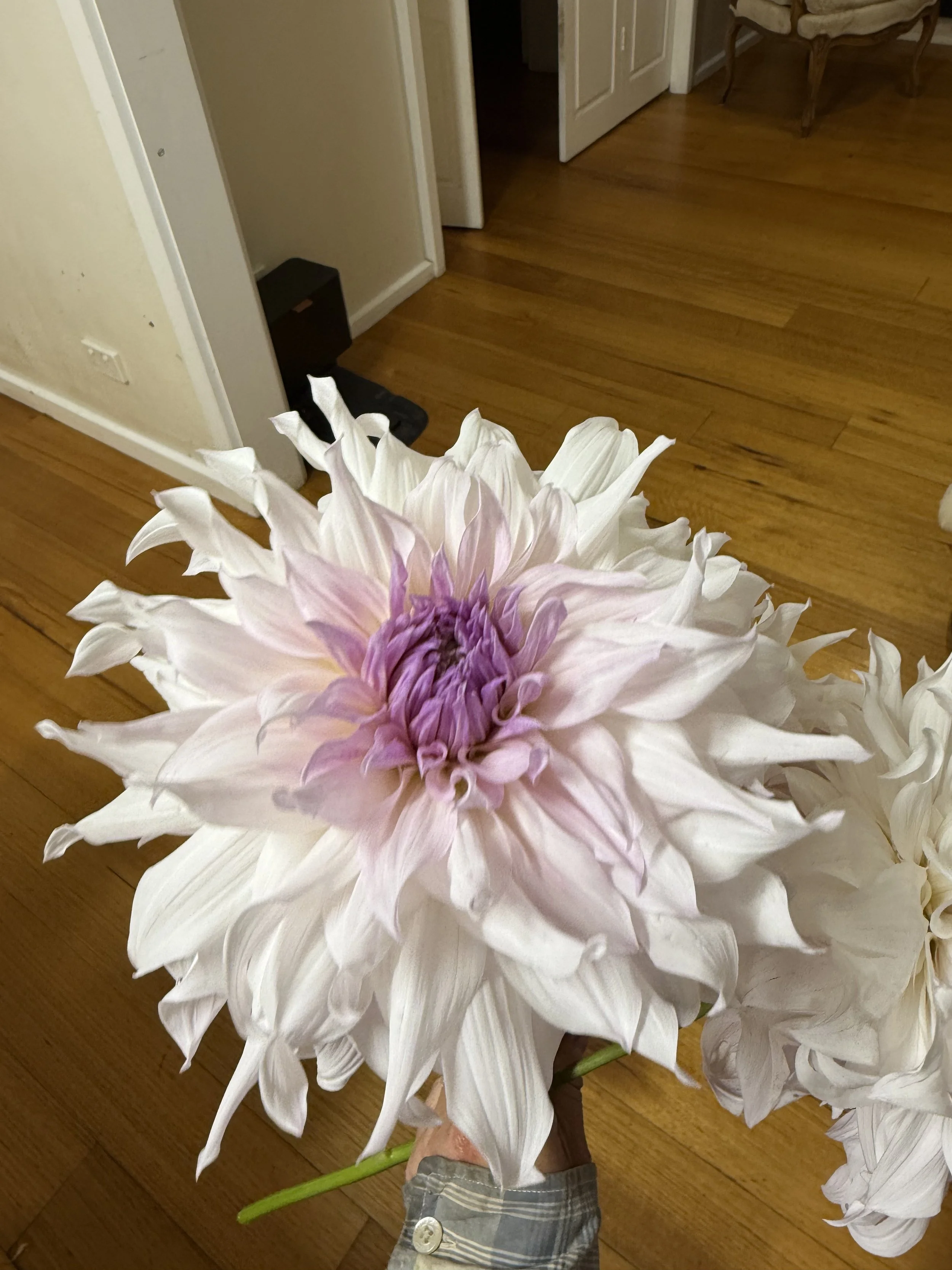 IMG_4829.jpeg