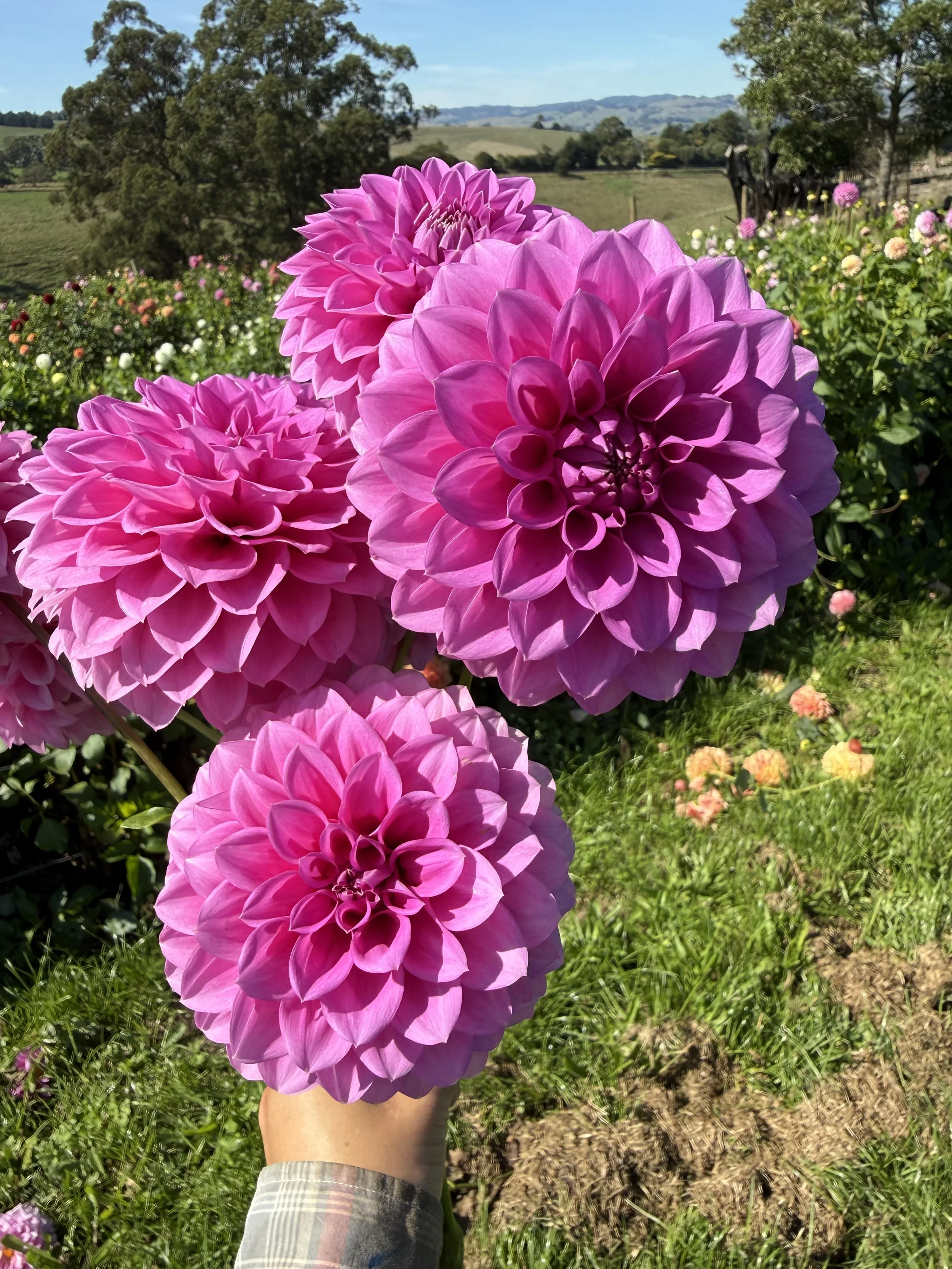 IMG_4806.jpeg