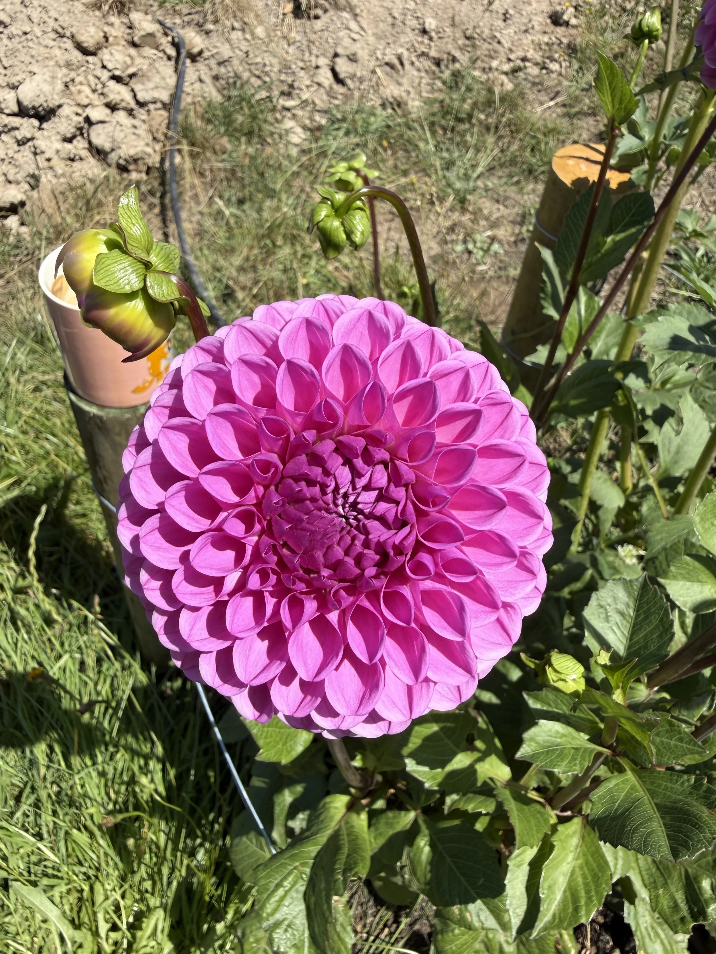 IMG_4202.jpeg