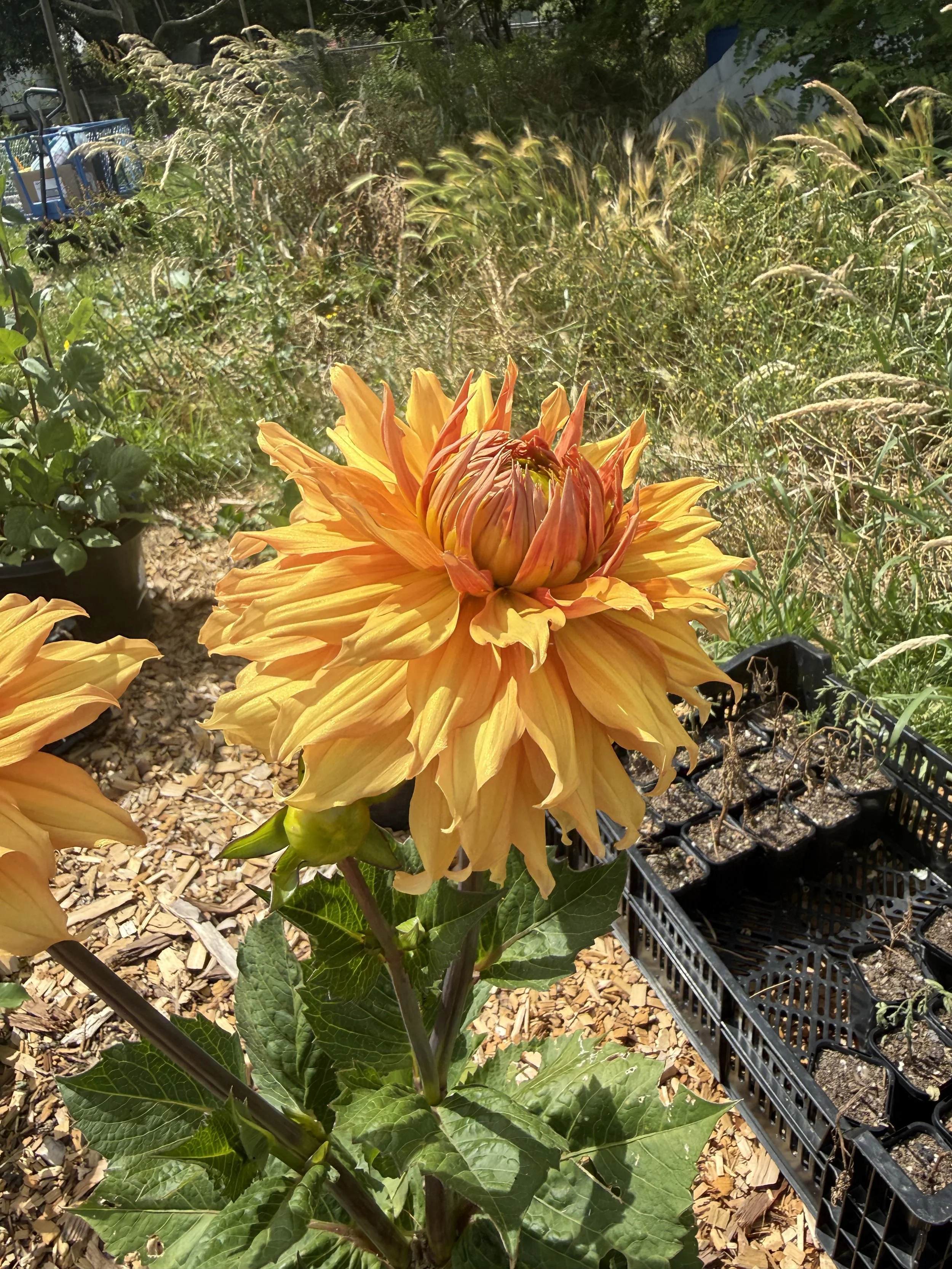 IMG_3015 2.jpeg