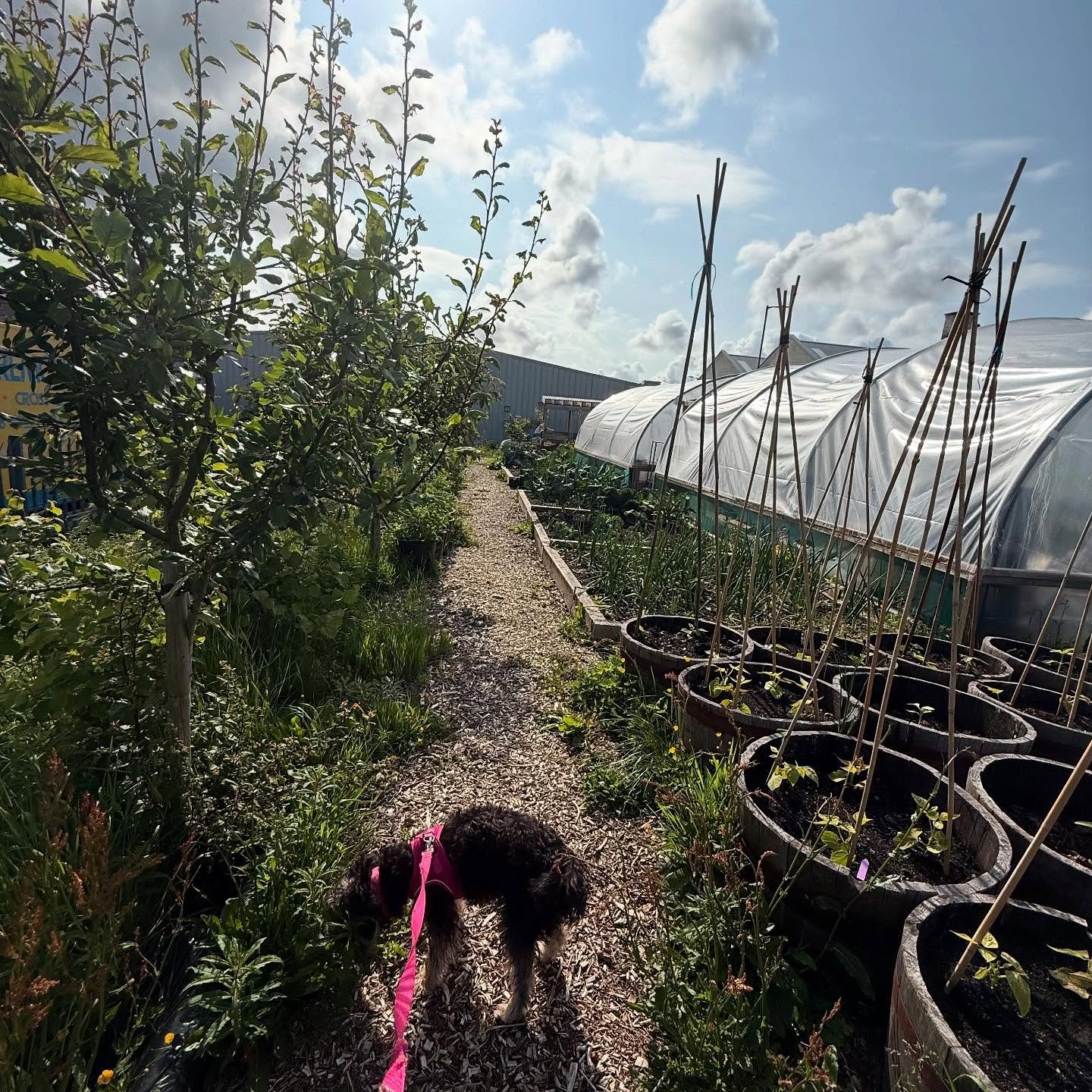 @muirshiel_lane_ maturing into an amazing orchard / community garden, wee walk round with Maggie dog this morning.  Compost bays are up and running this year with new community organic waste streams, leaf mould almost ready &amp; loads growing and be