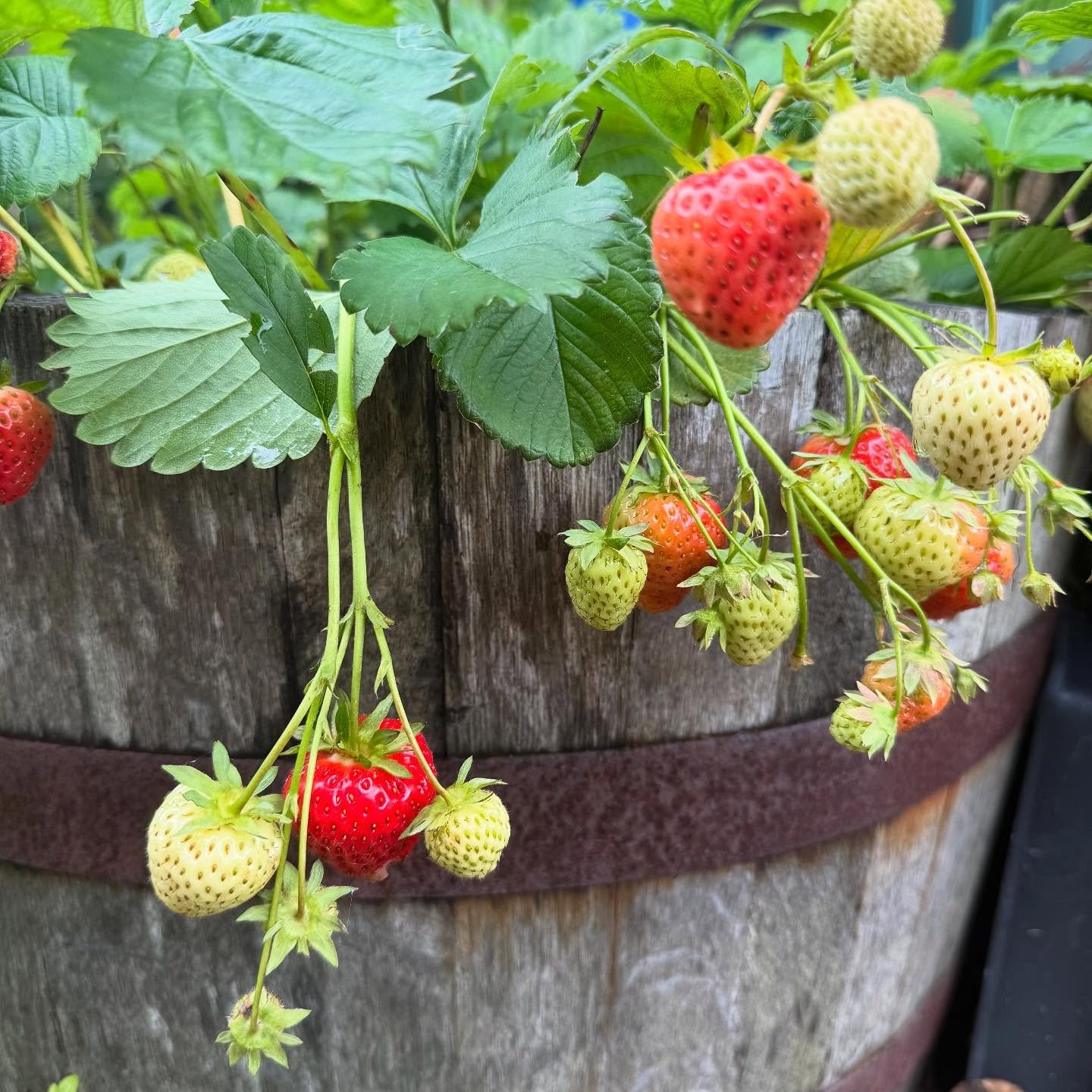 Strawberries almost ready at Shore Street &amp; Walled Garden, why not take a wander through our gardens and treat yourself?