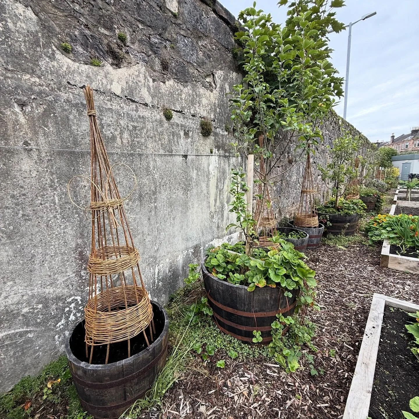 For all those that took part in the willow obelisk sessions at @the.shed.inverclyde, thankyou, they look great.
For those involved in building the stars, look out for a new annual festival in January organised with @compassionateinverclyde where you
