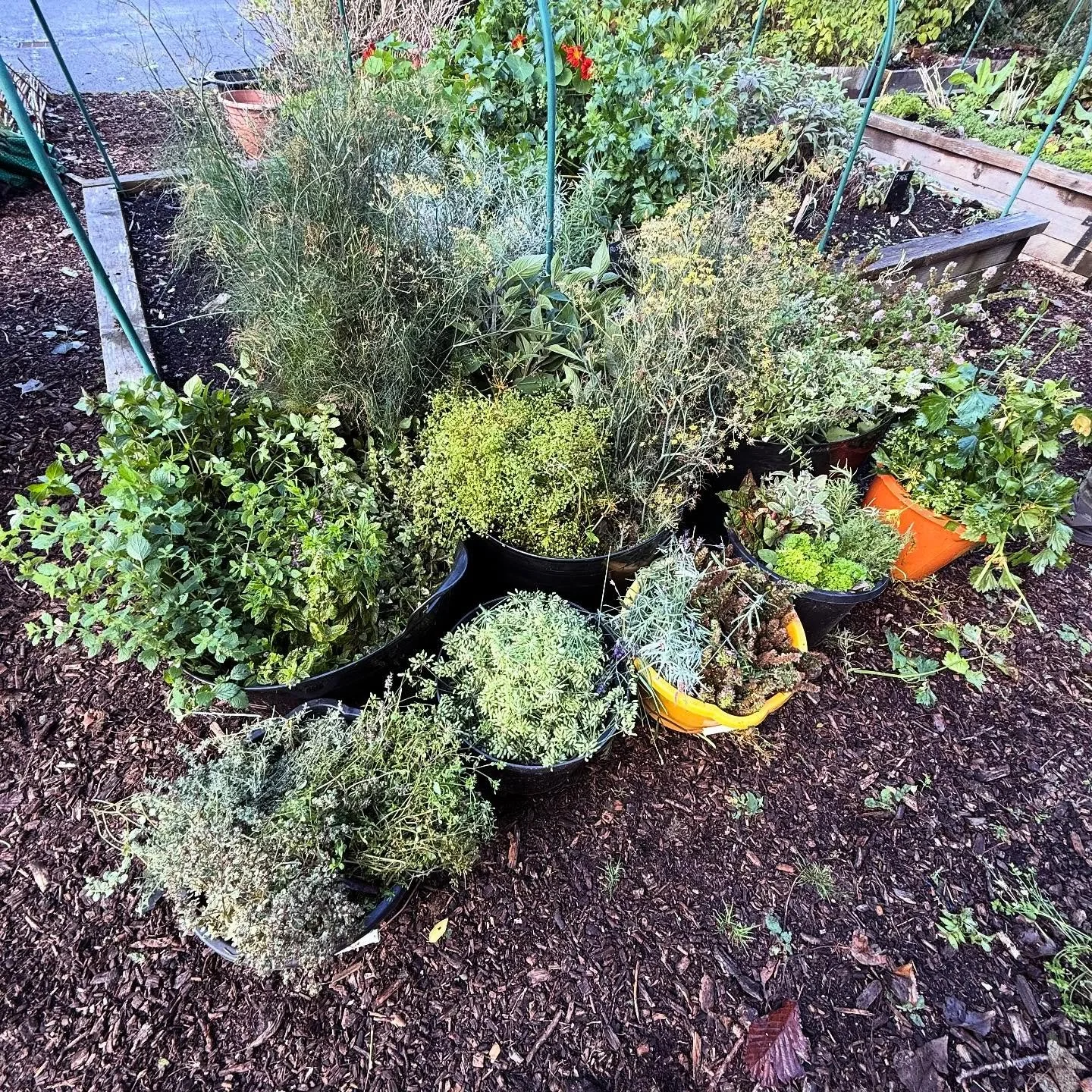 Our first herb harvest from the Shore Street Apothecary Garden, we are going to try air drying these through autumn at the garden.
