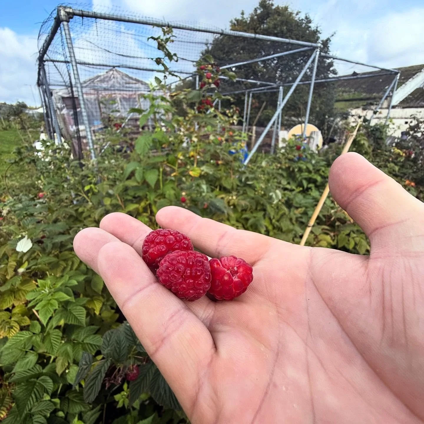 #autumnraspberries @muirshiel_lane_