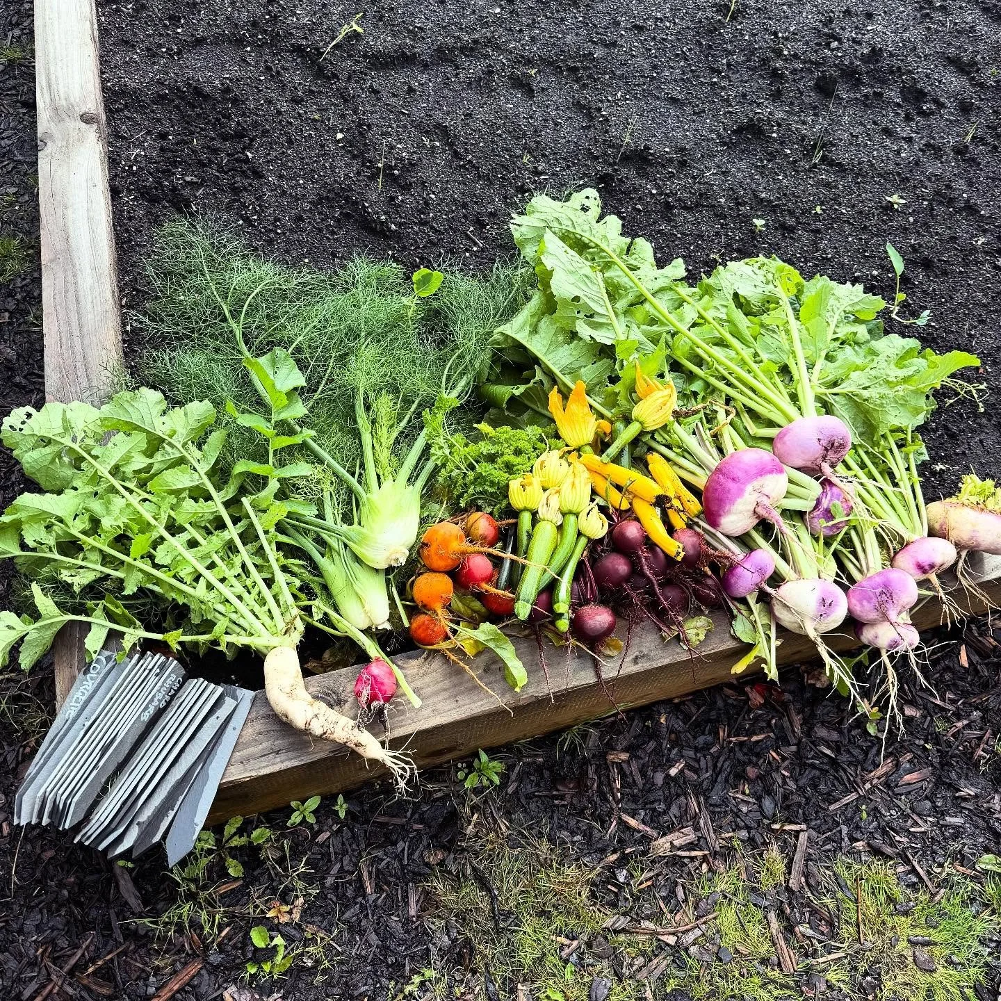 Seasonal Walled Garden Turnip, Beetroot, Courgette, Radish, Bulb Fennel and Parsley harvested with winter peas, broad beans, radish & cauliflower sown.