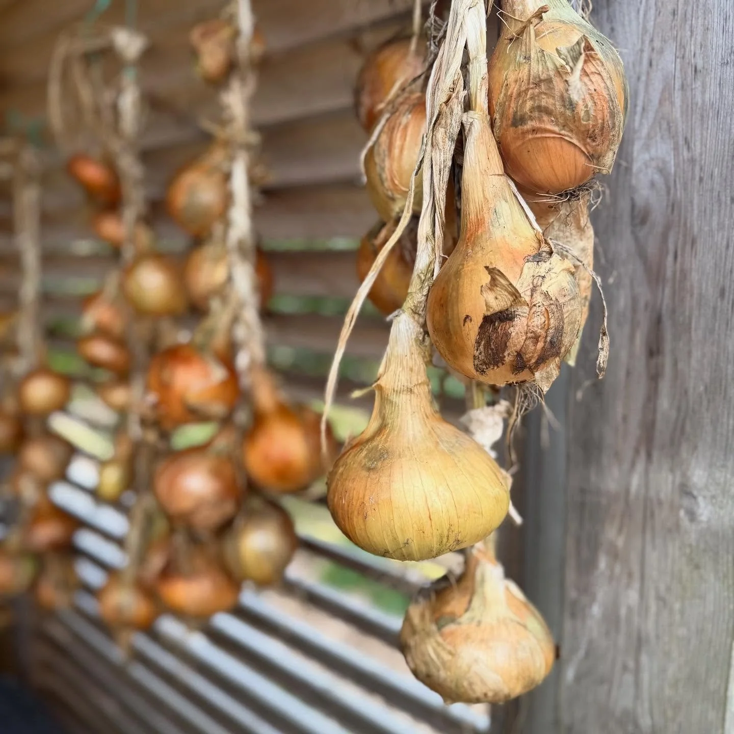 Our #PortGlasgow #Community #Garden at @muirshiel_lane_ is glowing in the fine autumn weather - pears, crab apples, squash, onions drying and our amazing “super beds” combining fruit tree’s with ground cover veg are full with brassi