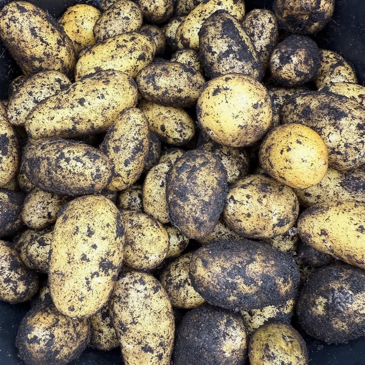 Walled Garden New Tatties, Kales, Turnips, Radish & Corn