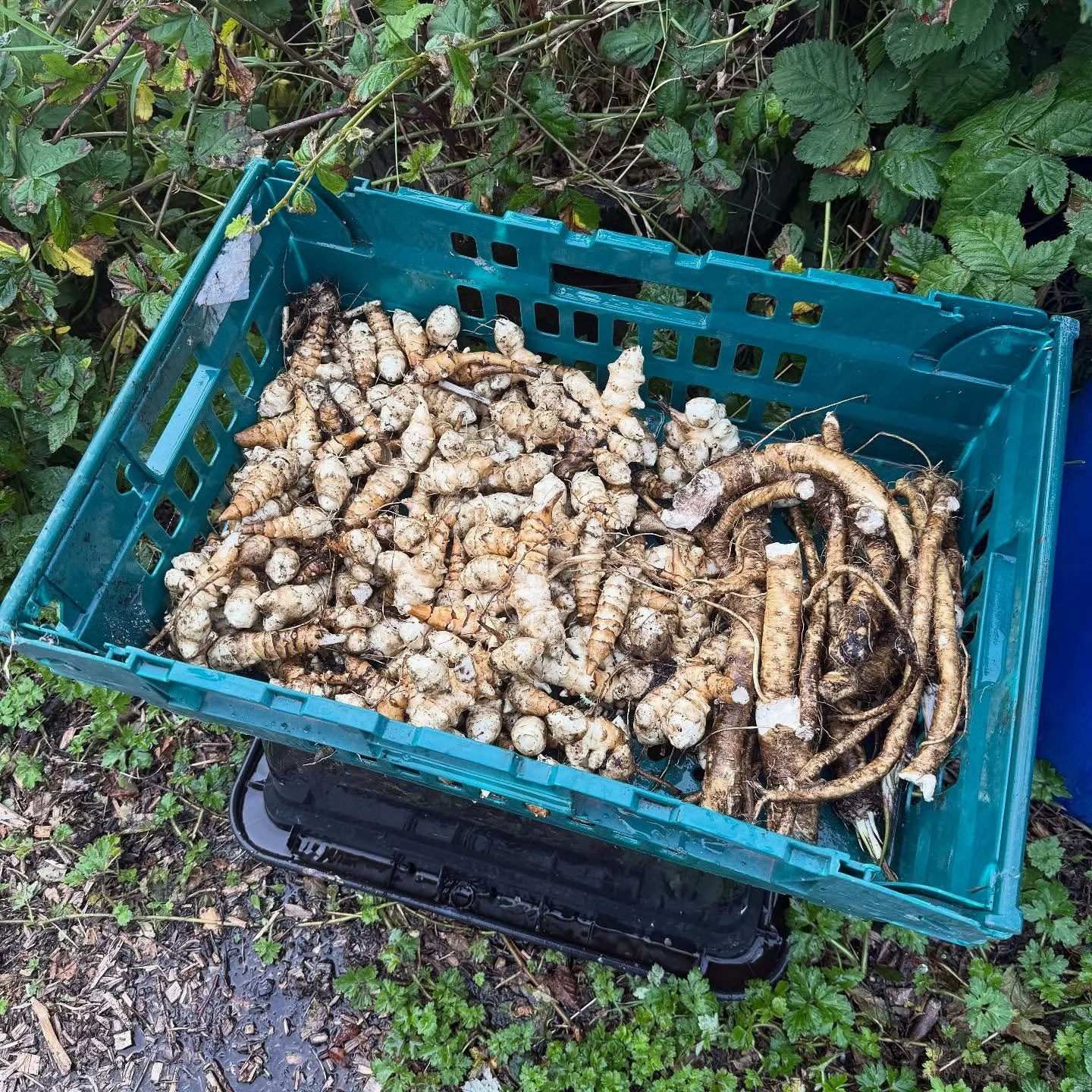 @muirshiel_lane_ Jerusalem Artichokes & Horse Radish π«πͺπ» π