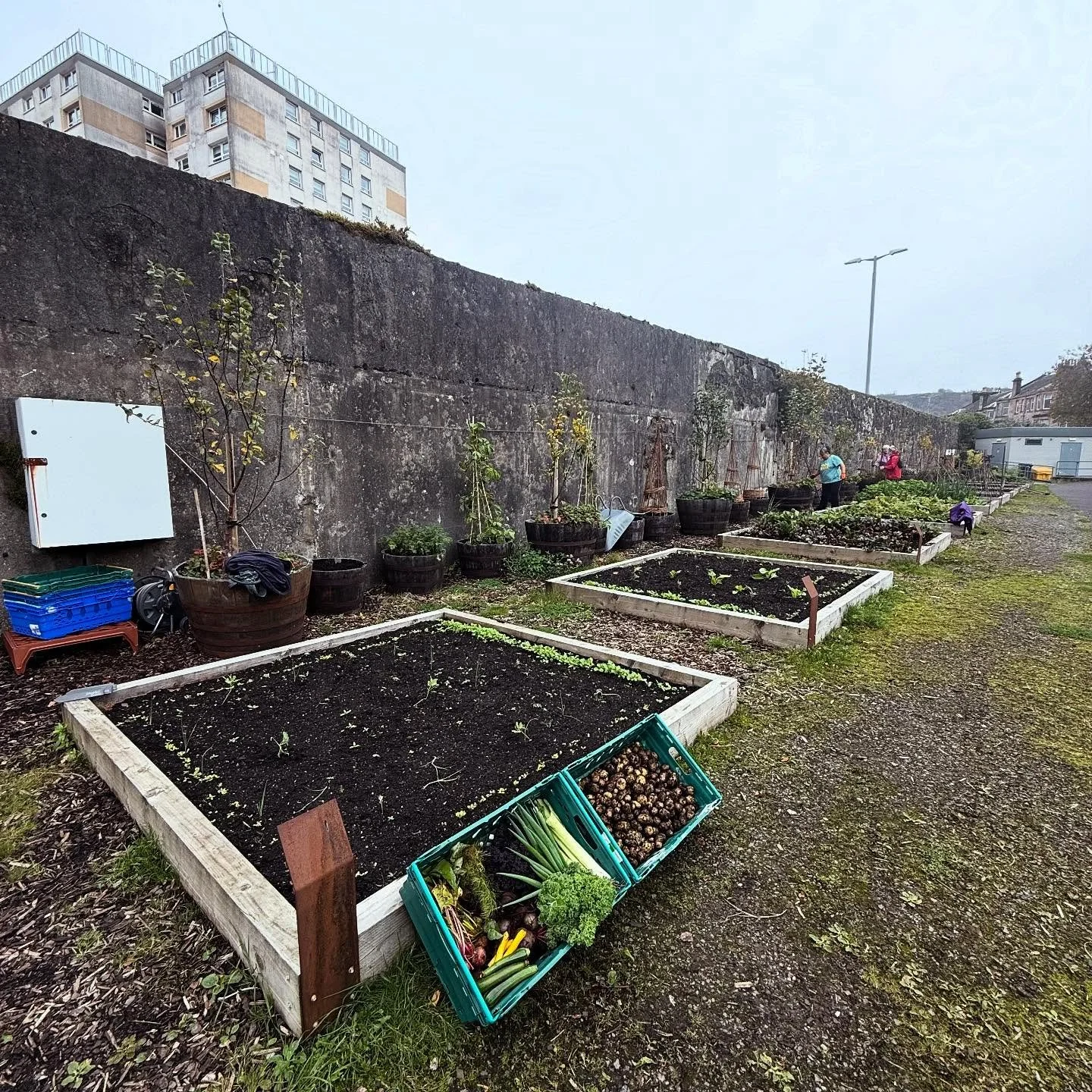 Walled Garden New Tatties, (last) Courgettes, Kale, Onion Tops, Fennel & Chioggia Beetroots with Leek & Bolthardy Beetroot from Shore Street.