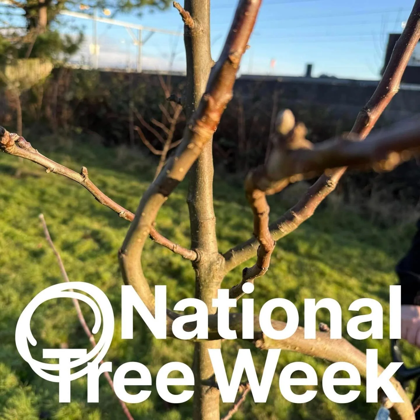 &ldquo;A society grows great when old men plant trees in whose shade they know they shall never sit.&rdquo;

It&rsquo;s National Tree Week 2025 from November 22nd &ndash; 30th, now in its 50th year, National Tree Week (NTW), from The Tree Council and