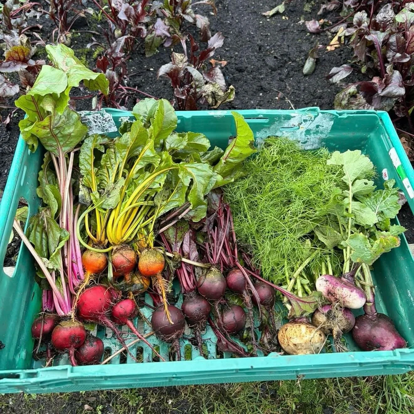 Was a pleasure to host a group from the @skypointschool at the Walled Garden today to share tips and suggestions for the development of their own growing space, we talked about orientation, shading, nodig, planters, pots, orchards and cooking.

The g