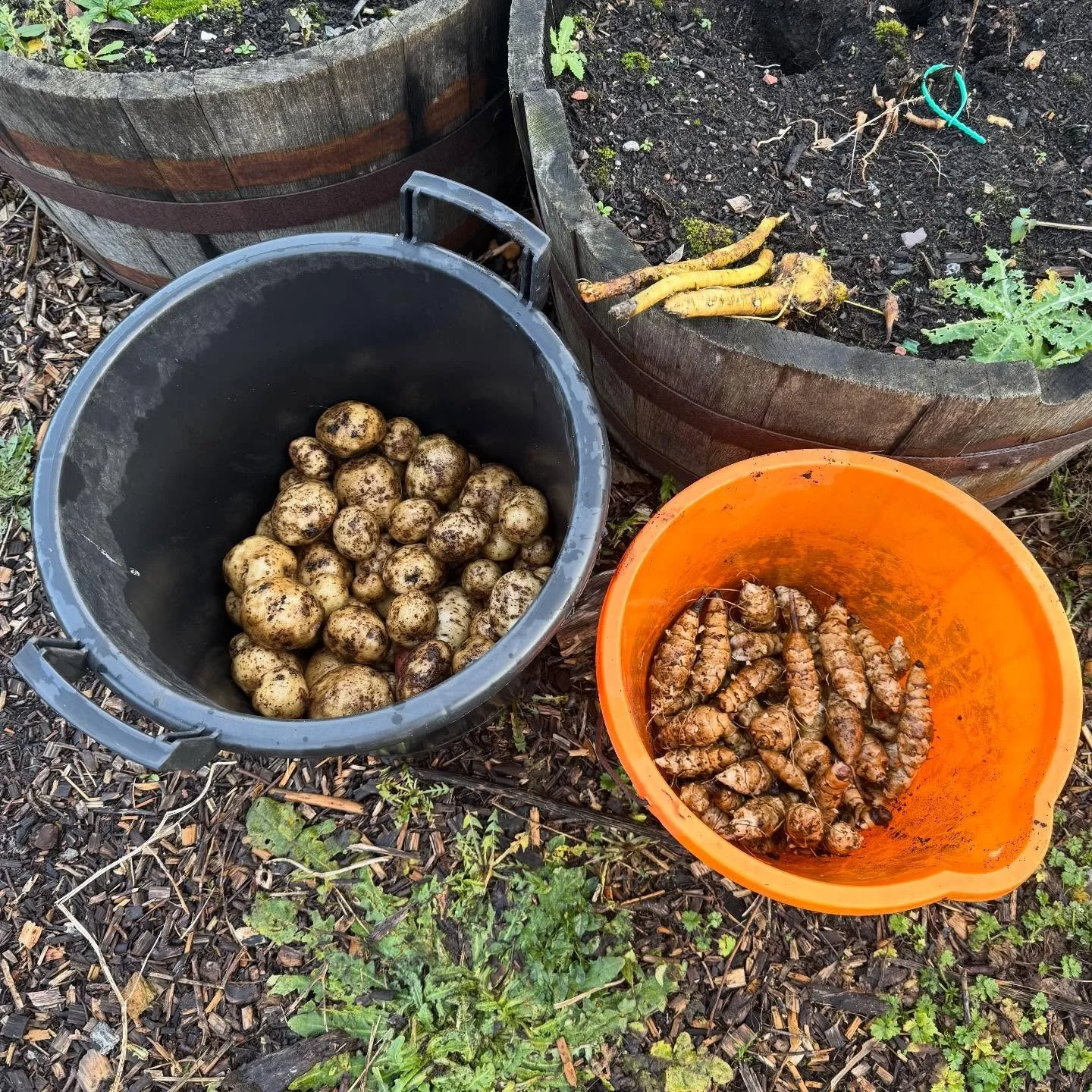 Christmas main crop tatties, Jerusalem artichokes, stored onions, beetroots, horseradish and red cabbage - all from @muirshiel_lane_