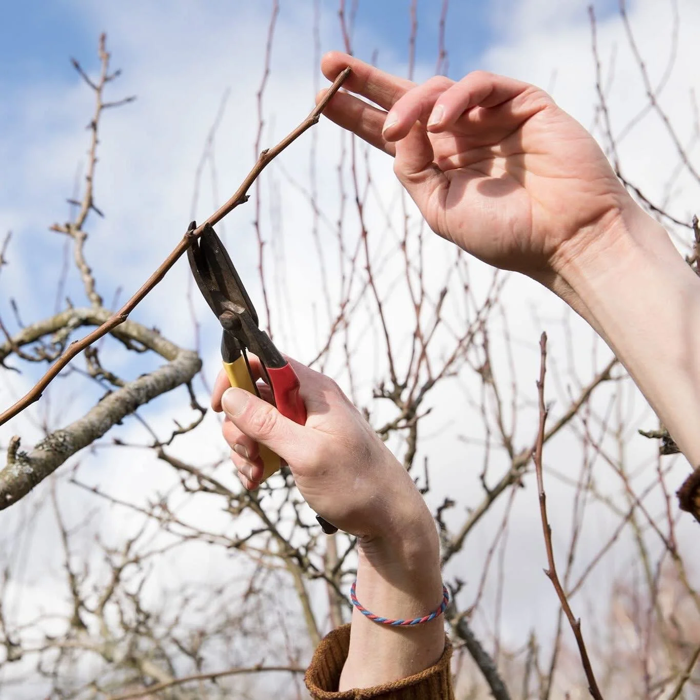 The Inverclyde Shed are planning a series of winter pruning sessions in partnership with The Orchard Project. Fergus Walker will be taking us through pruning tools &amp; techniques at the following sites on the following dates:

Wednesday 28th Januar