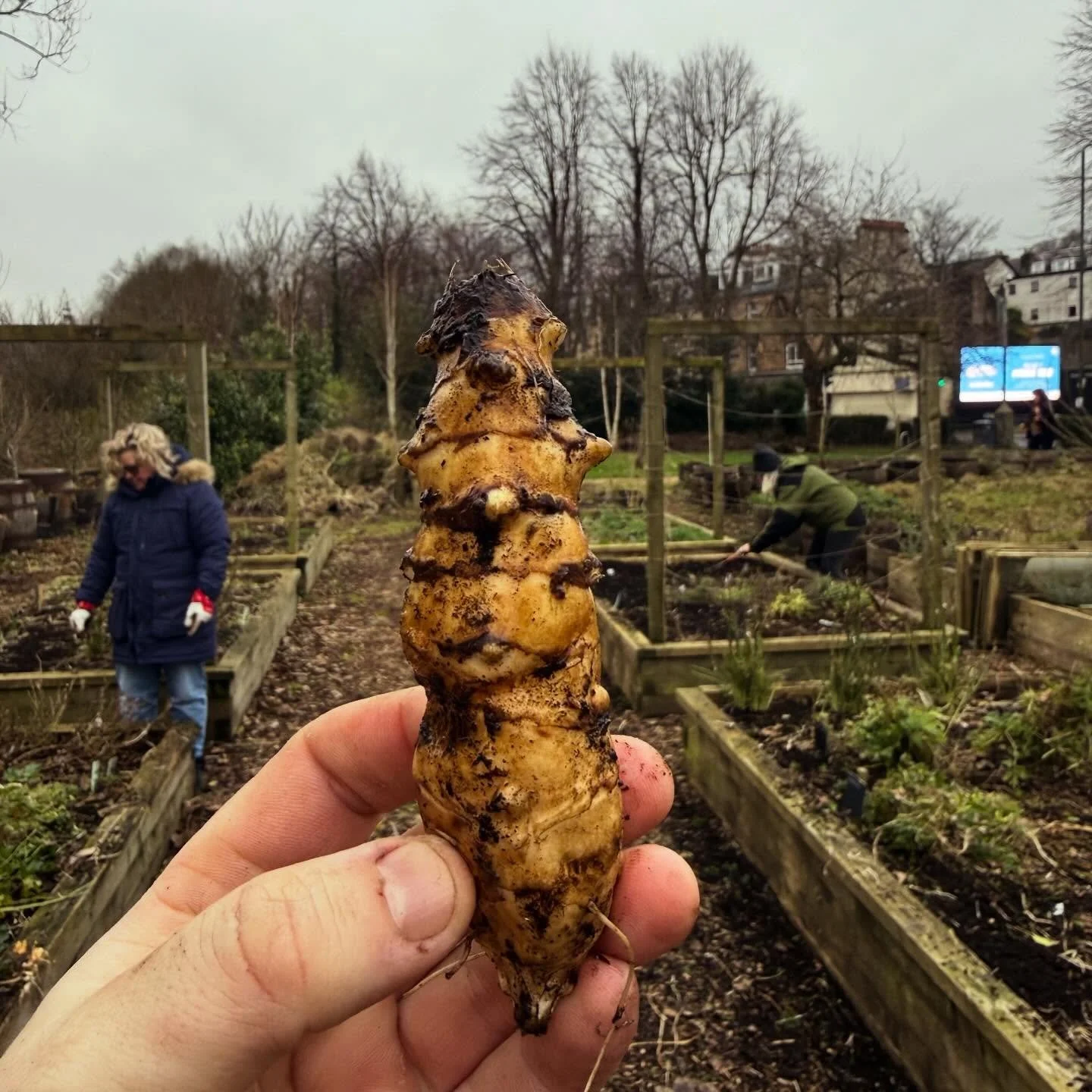 Jerusalem artichokes are highly nutritious tubers, packed with iron, potassium, and vitamins B1 and B3. As a &ldquo;prebiotic powerhouse,&rdquo; they contain high levels of inulin, a fiber that promotes gut health and aids digestion. Their low glycem