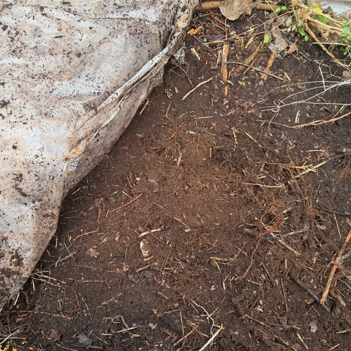 Our super rich leaf mould saturated with creepy crawlies on it&rsquo;s way to mulching the orchard trees at Shore Street today whilst we start the tidy up ready for growing season.