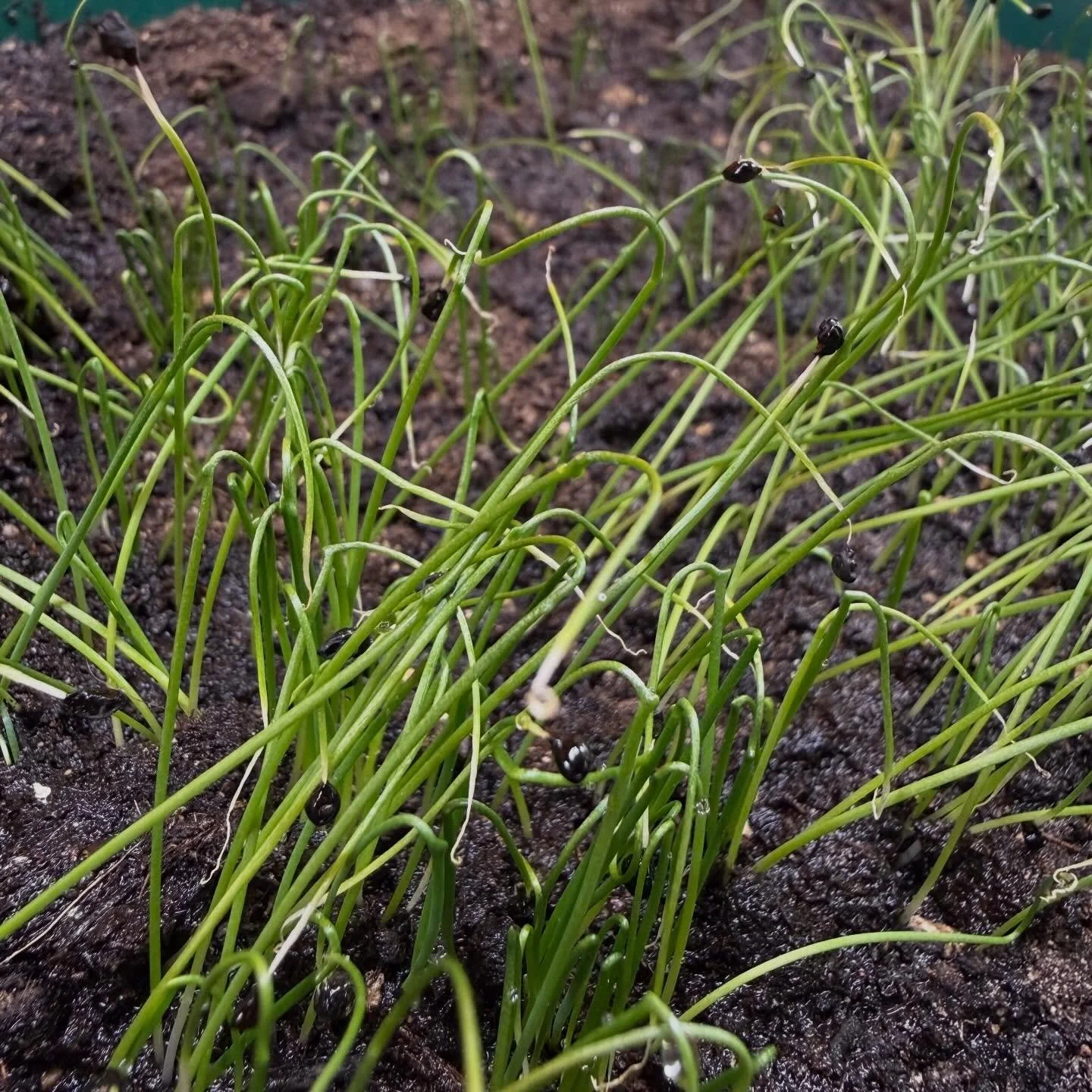 Speedy propagating of Leek Mussleburgh &amp; Elefant, Frostbyte Kale, Purple Sprouting Broccoli, Nodding Onion, Confetti Coriander and some hydroponic experiments with Radish Vulcano &amp; Mung Beans. 

All with the help of the @creativeregeneration_