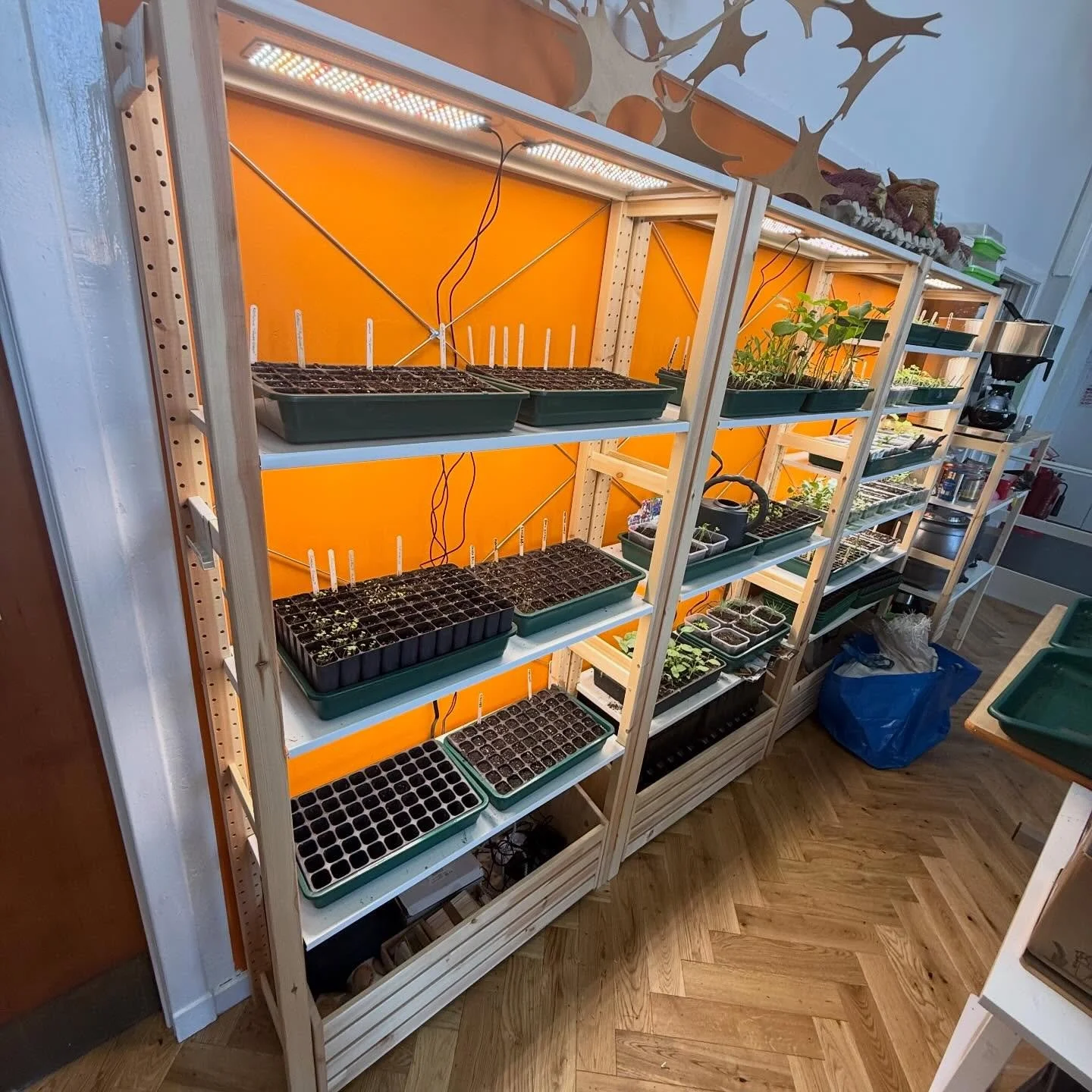 Our 2nd batch of propagation doing nicely, we&rsquo;ve started some more tender plants now, things that take a bit longer to establish like chilies, aubergine, squash, courgette, cucumber but also still including brassicas for phased planting / harve