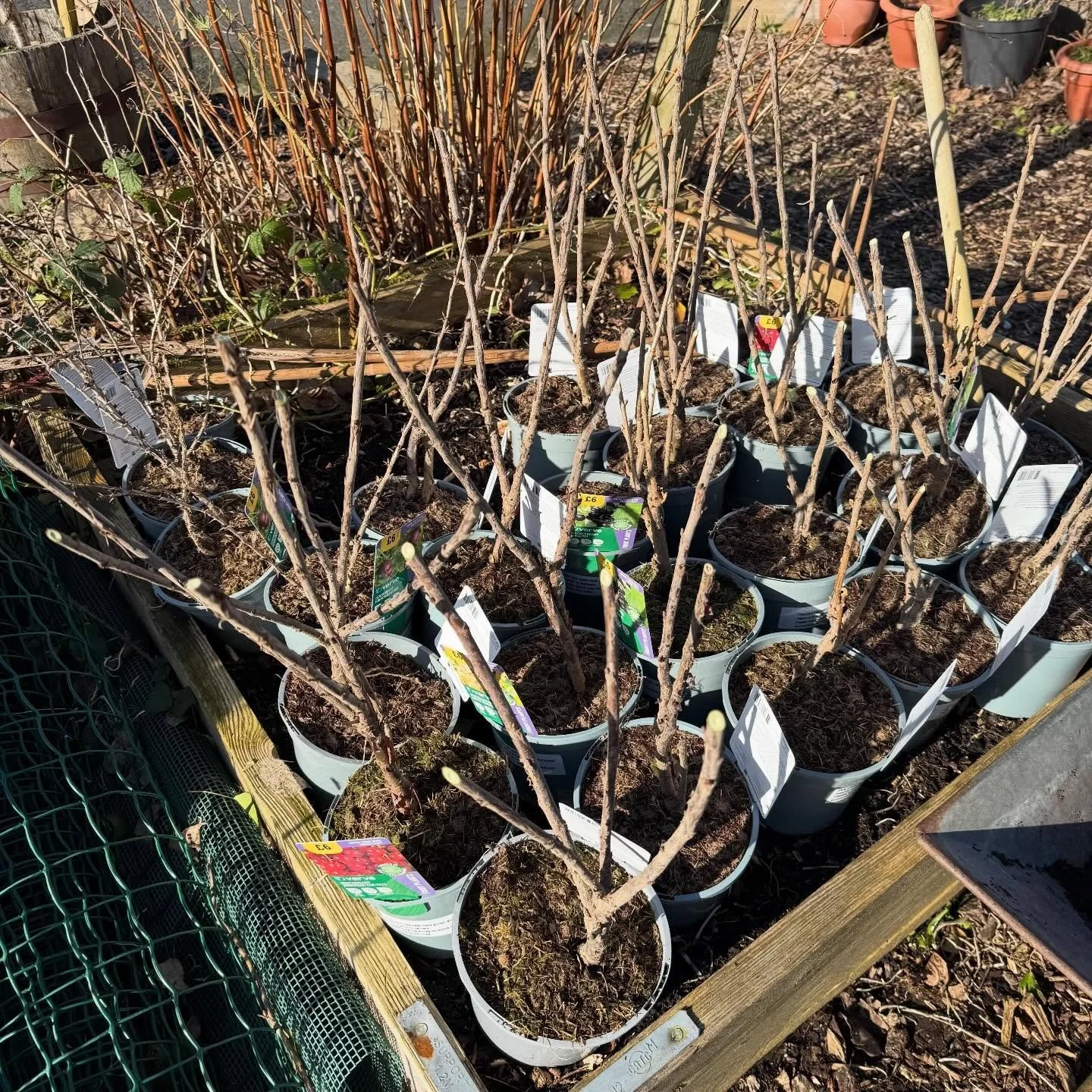 Softfruit cuttings, doubling our plants - these are destined for the Gourock Edible Trail and our Orchards. Well done to volunteer Baz for showing others how to do this simple but incredibly productive task.