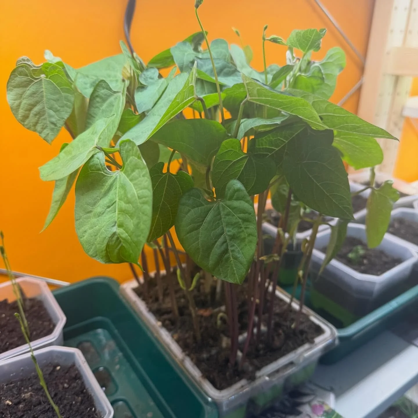 Our propagated beans, peas, sweet peas, kale, broccoli, chard, brussels, cabbage and leeks all doing well as we approach growing season.