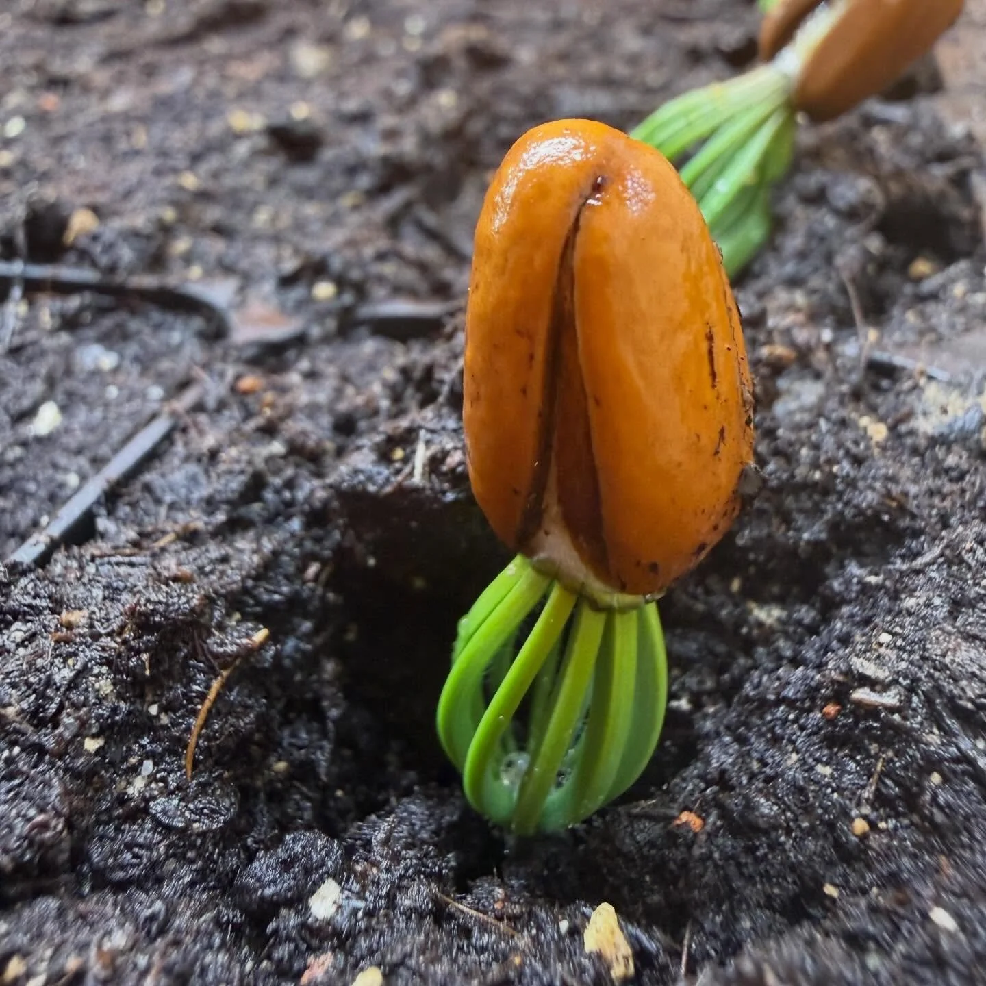 Edible Christmas Tree popping up after three weeks propagation. This festive icon has so much more to offer, in fact their needles and particularly the new shoots can be used to flavour vinegars, oils, ice-cream and even to flavour gin.