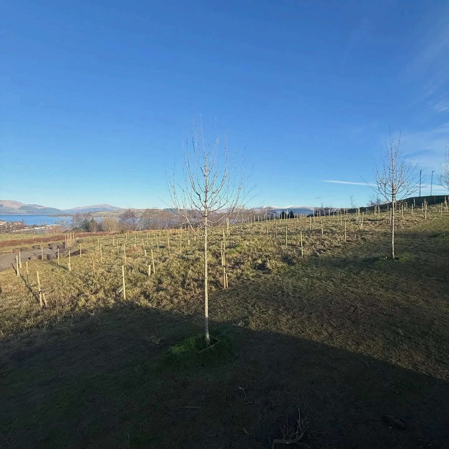 Glorious weather towards the end of this week for planting orchards with the pupils at Clydeview Academy, Inverclyde Academy, we also put in small orchards at Craigmarloch Primary and the Coppermine Hall. Well done to all the pupils who did so well h