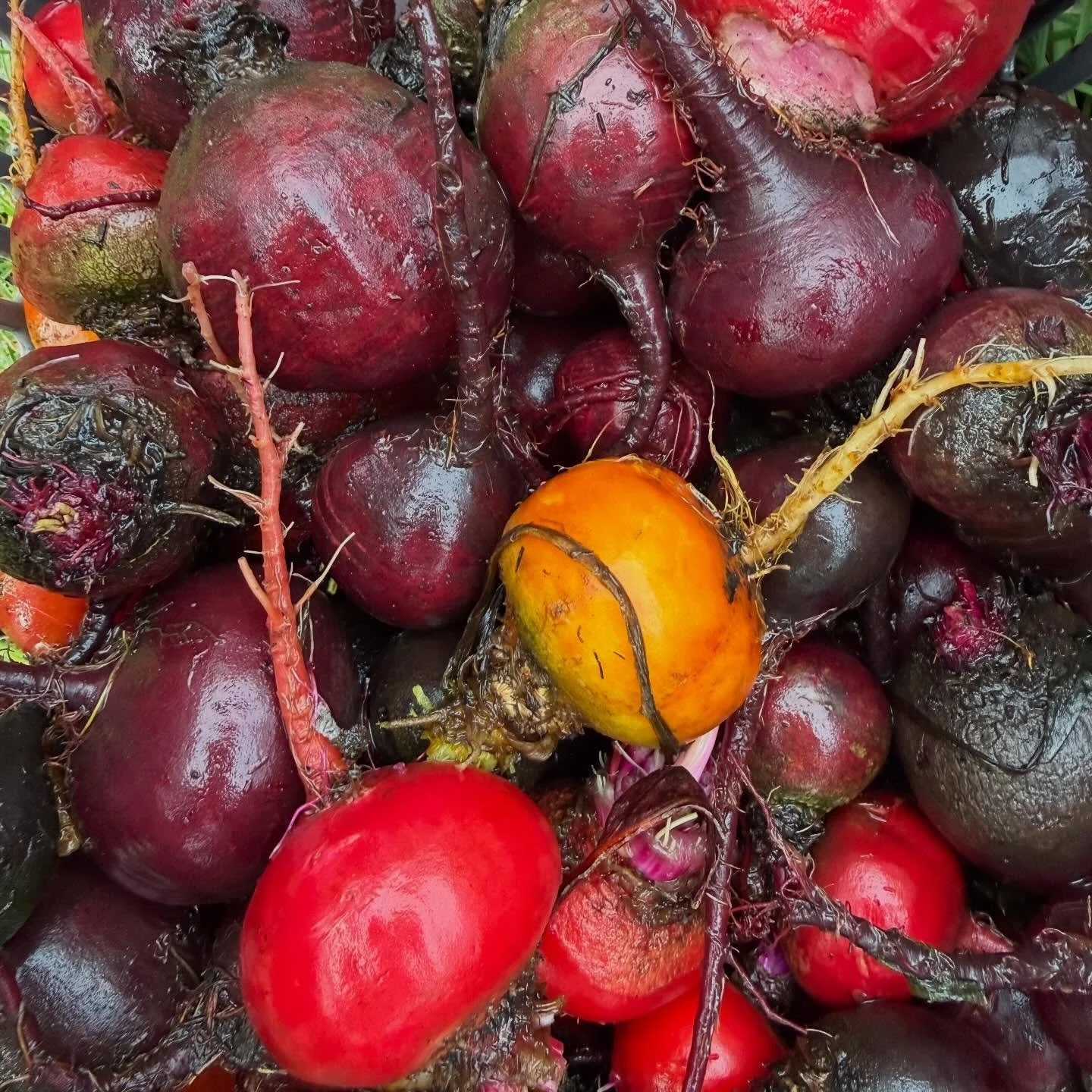 Beetroot

Beetroot is a great staple any time of the year but is particularly useful as a nutrient-dense,, low-calorie resource during winter. It&rsquo;s packed with nitrates and fiber that promote cardiovascular health, stamina, and reduce inflammat