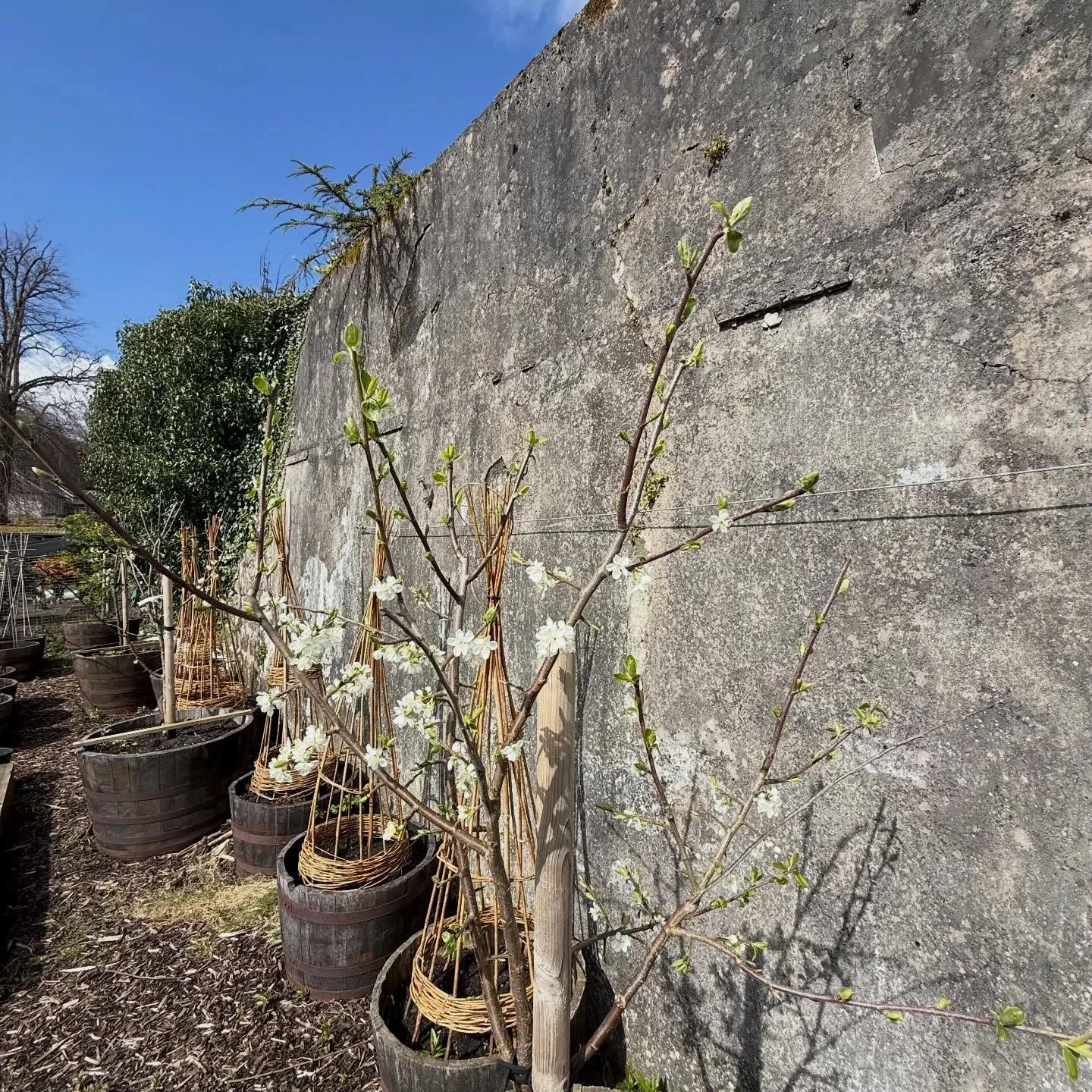 Spring has sprung down at the Walled Garden with the apples in blossom, the first asparagus spears showing, early tatties sprouting, florence fennel bulbs, purple sage coming back to life and some spring turnips.