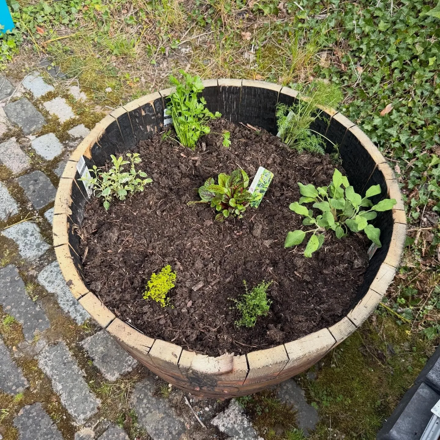 We&rsquo;ve been busy over the last few months revamping and extending the Gourock Edible Trail, last few sites to do and signage and it should be all ready for summer.