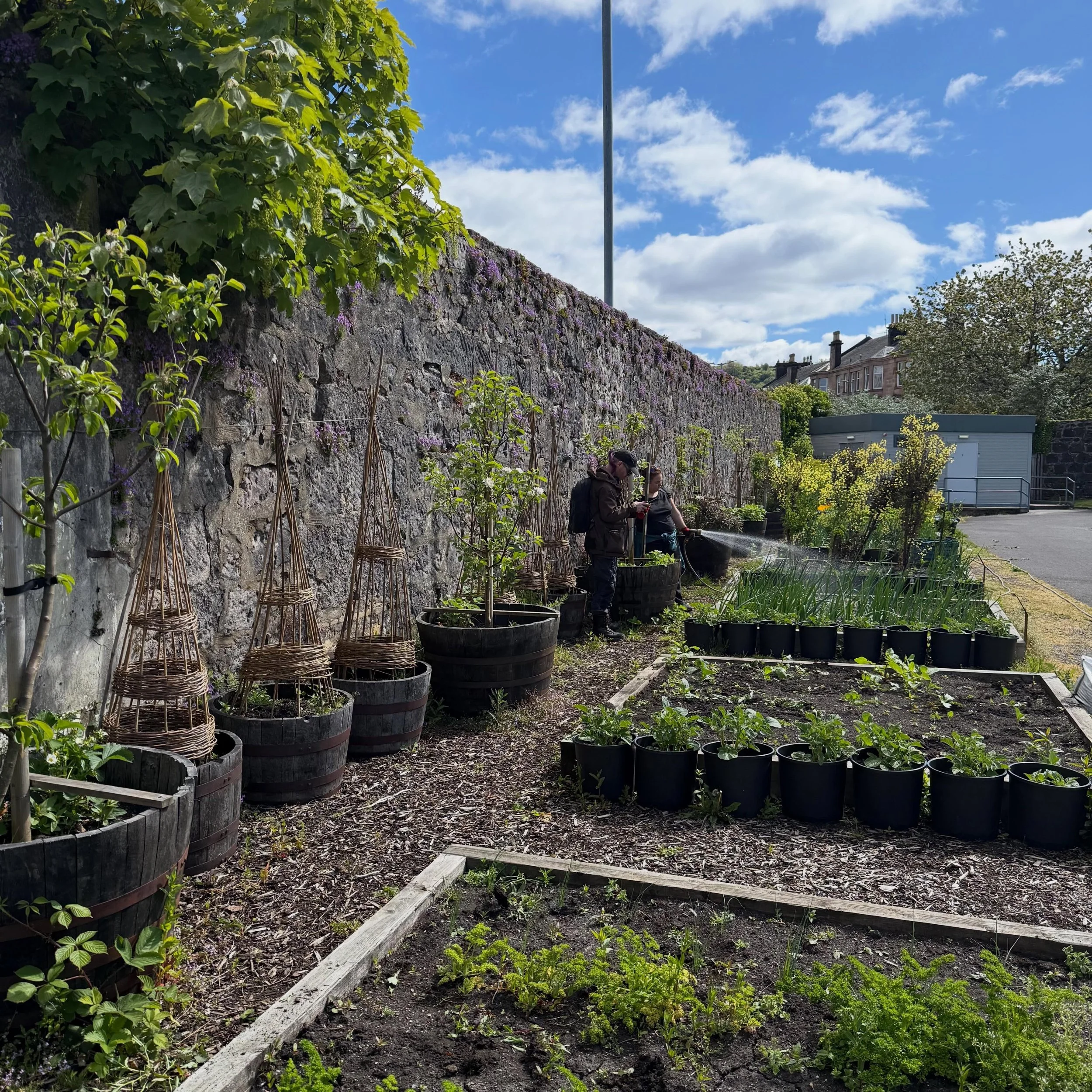 Busy day getting on top@of the walled garden.