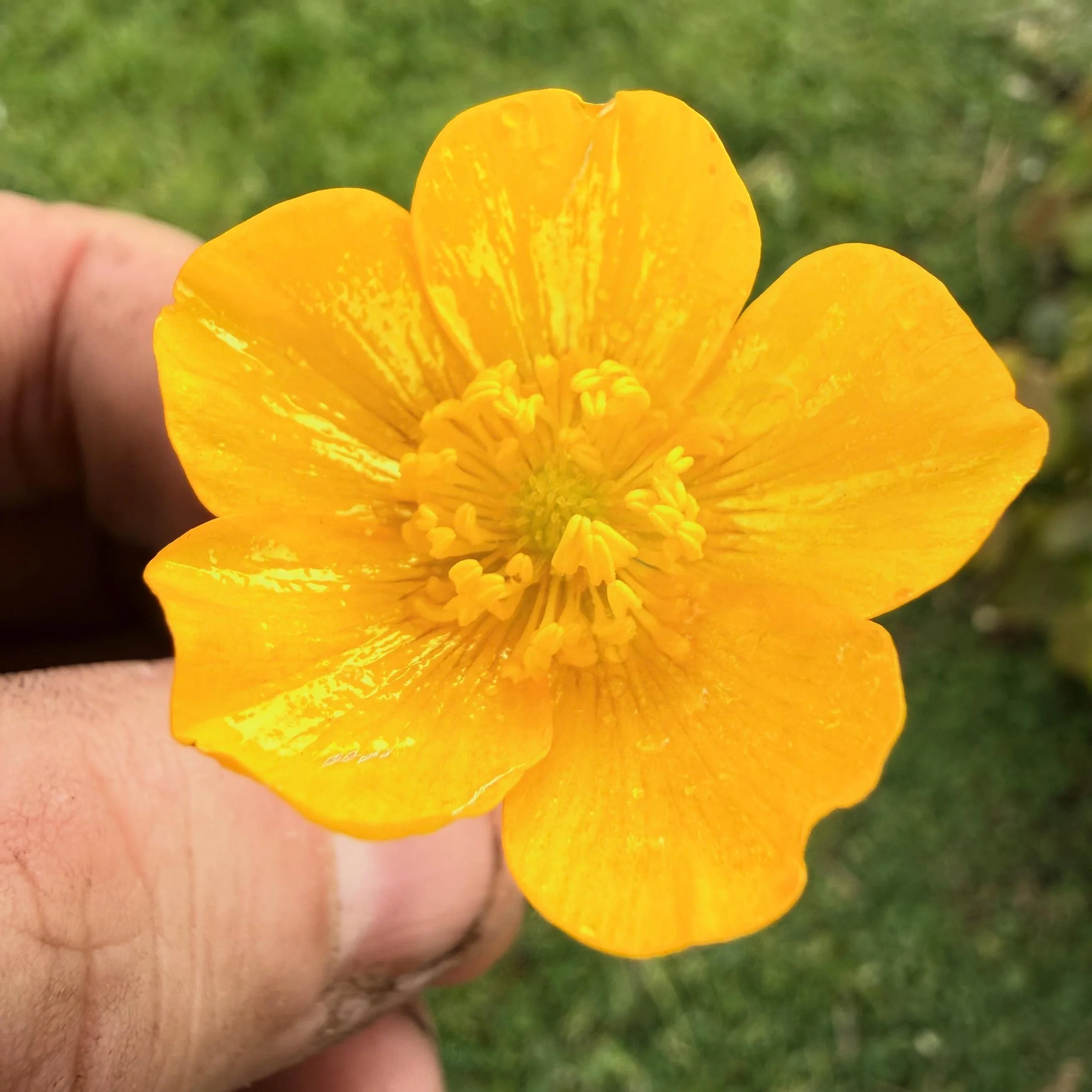 Creeping Buttercup and a lot of hard work today at the Walled Garden, weeding and mulching.