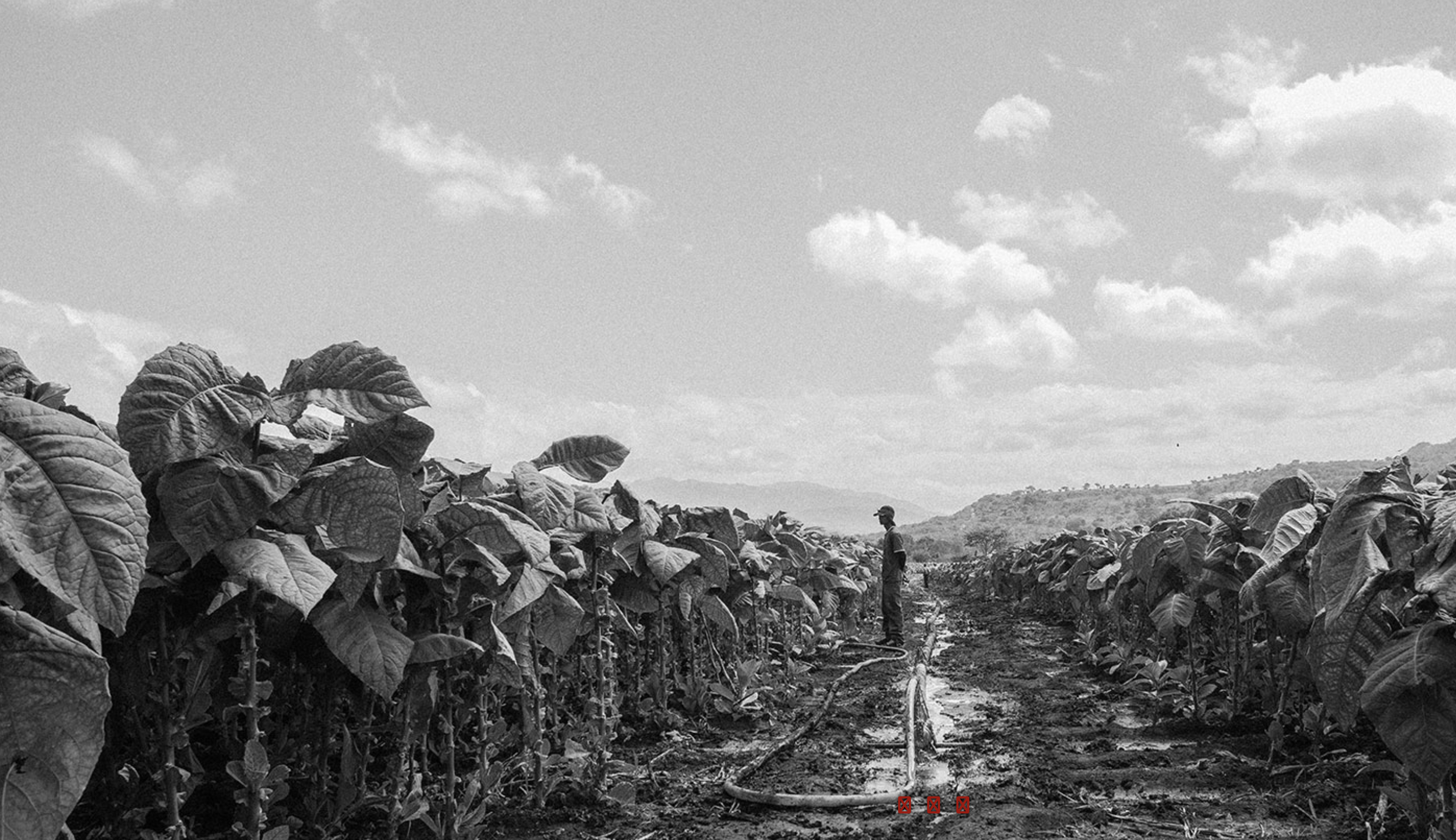tatuaje-header.png