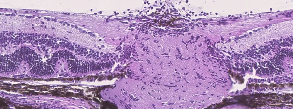 Page garde 2 springael.jpg