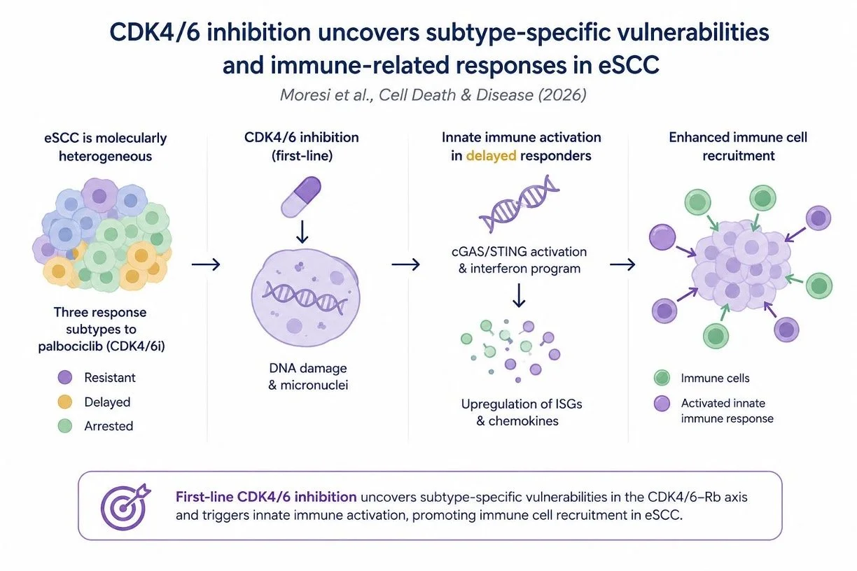 CDK4/6 inhibition reveals immune-related vulnerabilities in esophageal cancer 🧬🔬 