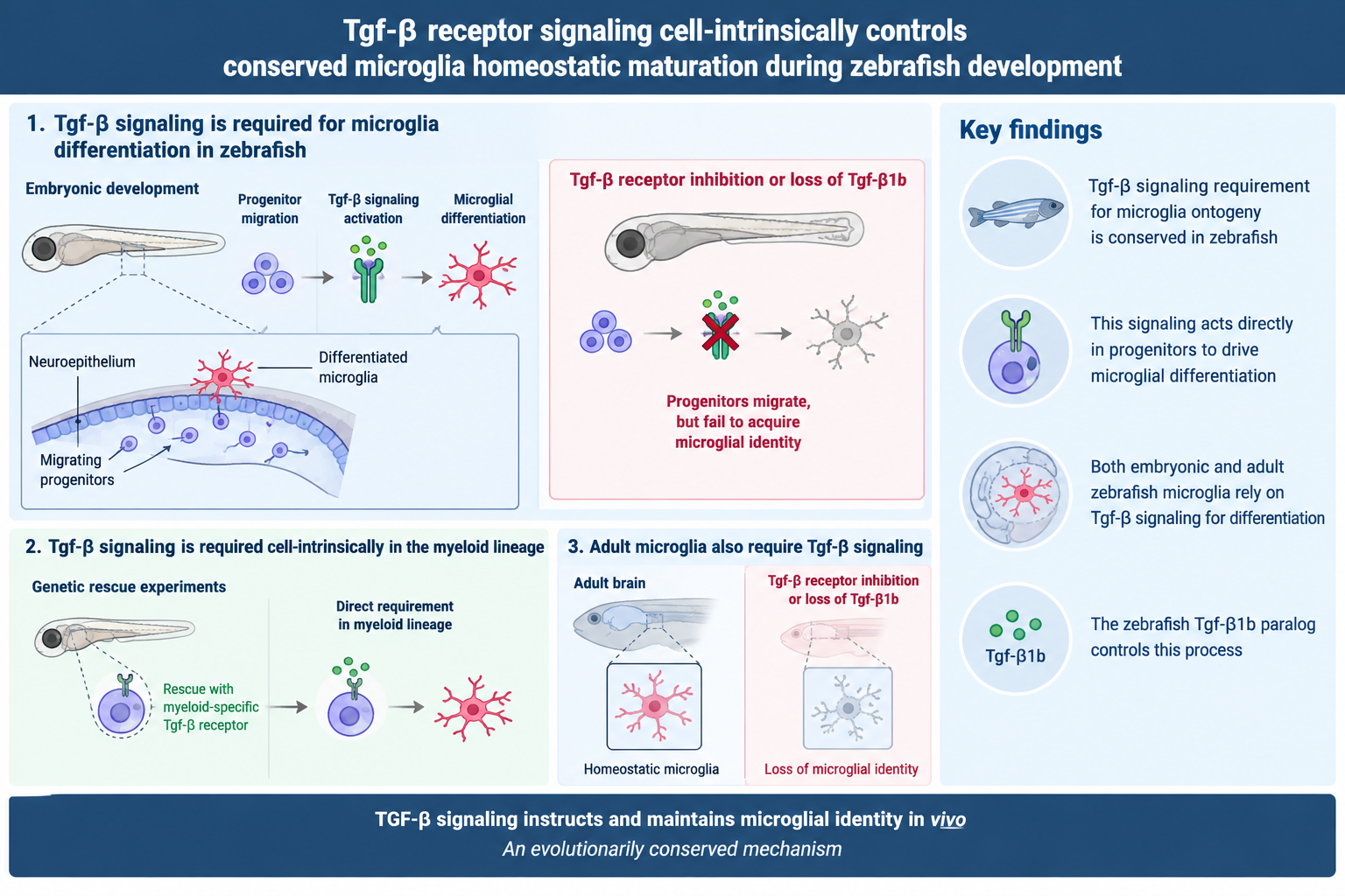 New Publication in Cell Reports: Uncovering the Mechanisms of Microglia Maturation
