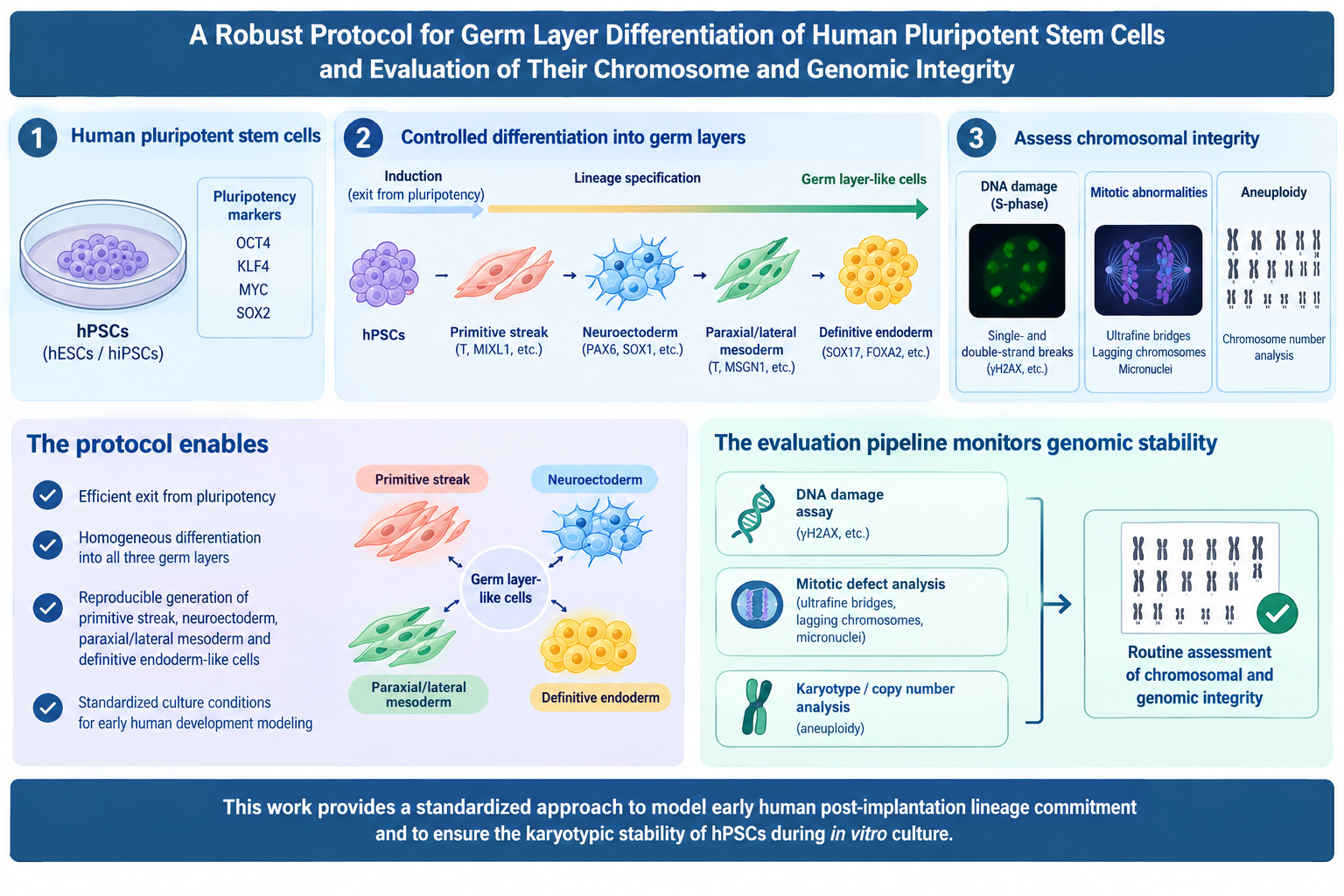 Protocols for Human Pluripotent Stem Cell Differentiation and Genomic Integrity Assessment 🧬
