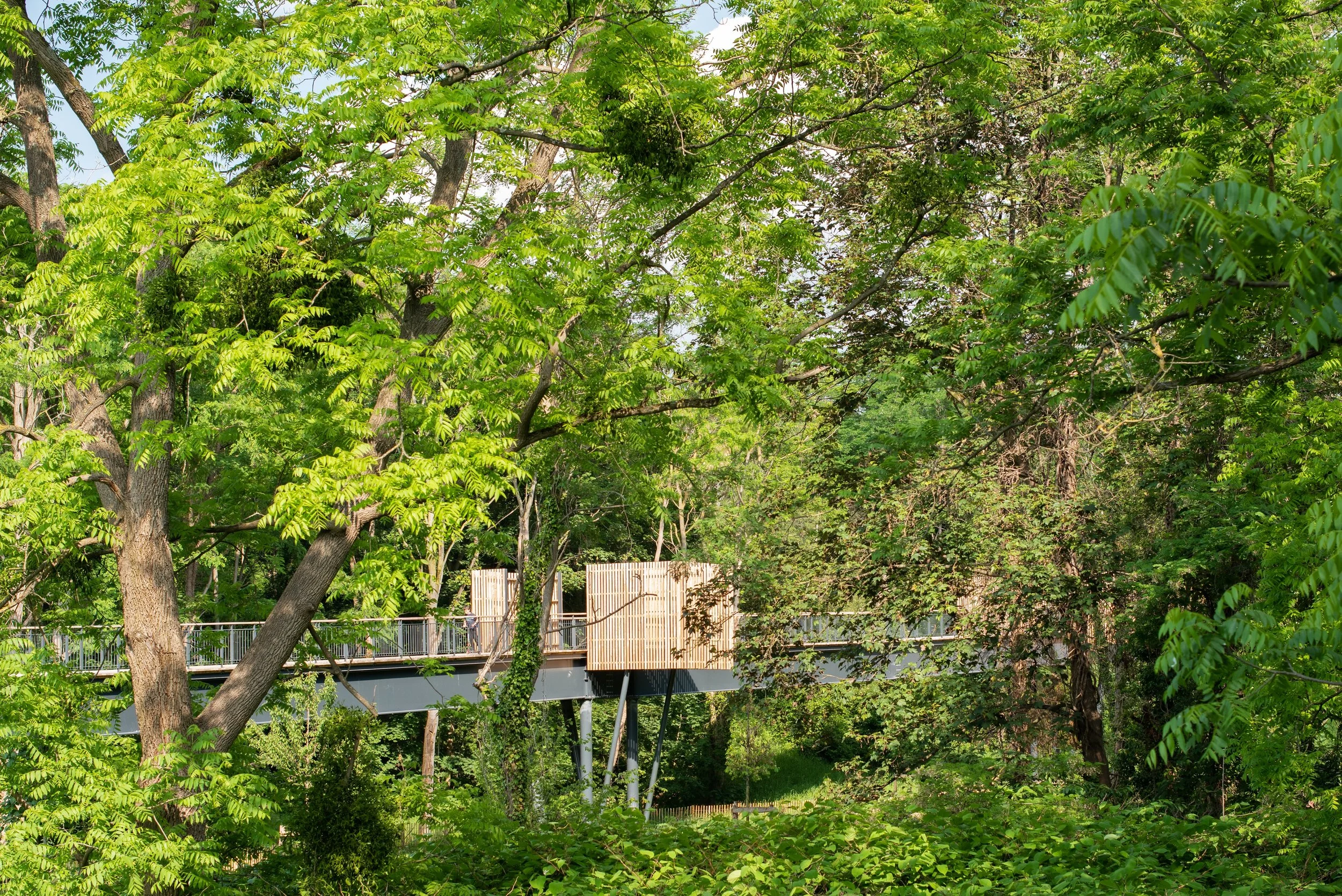 Ilex / Corniche de Forts