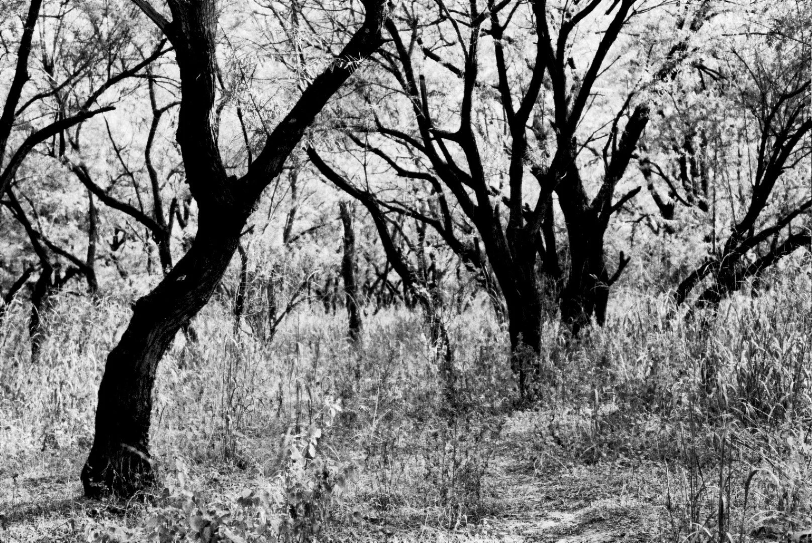 15 TREES.jpg